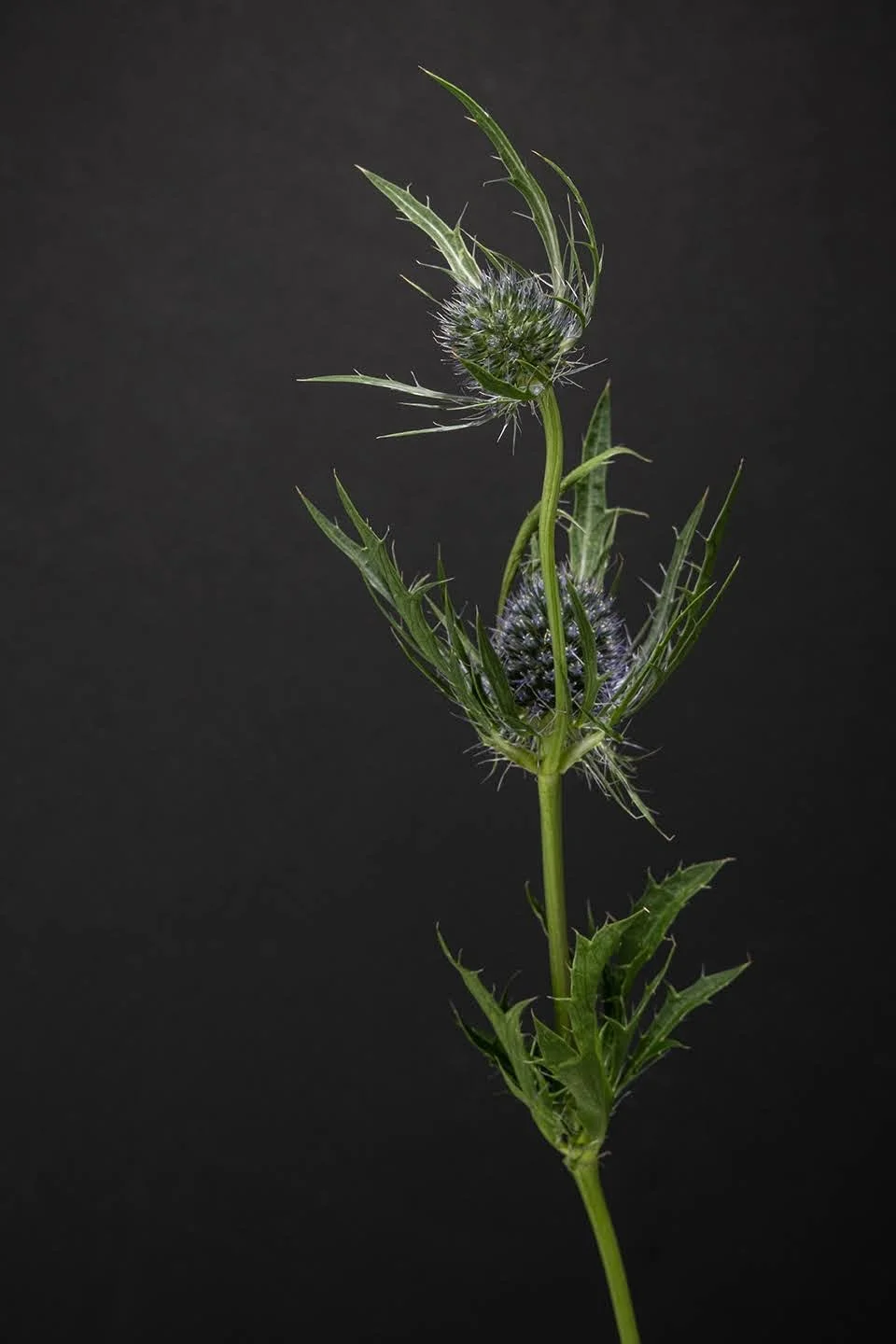 DSCF5525-7966.jpg