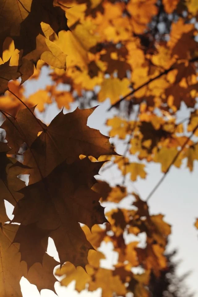 Leaves in the fall on a tree