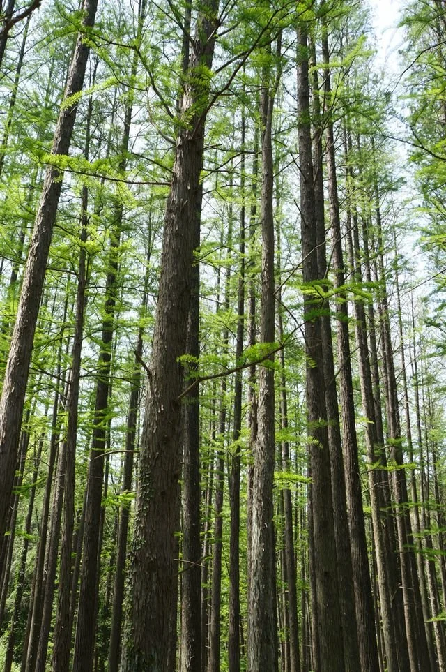 The base of trees looking up