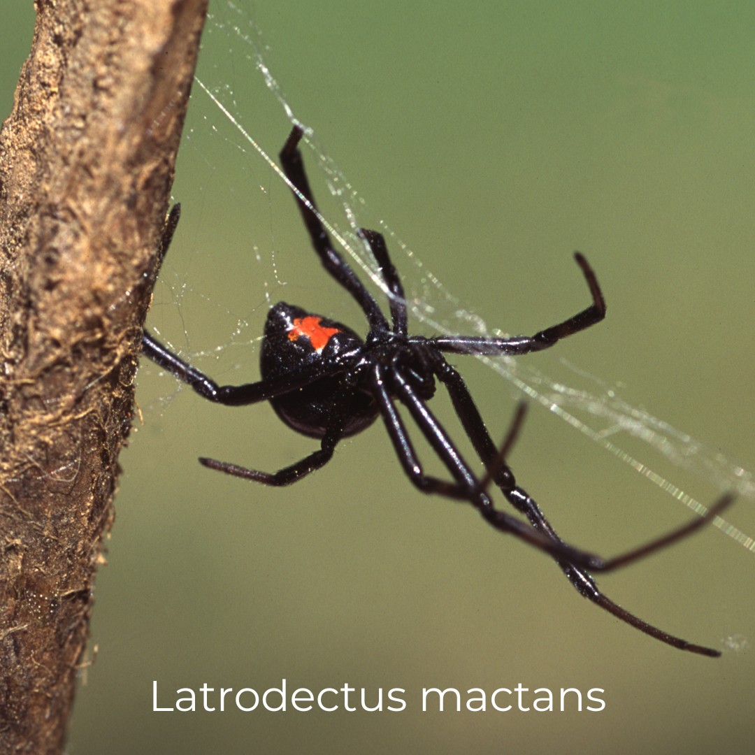 Latrodectus Mactans &amp; Macular Degeneration