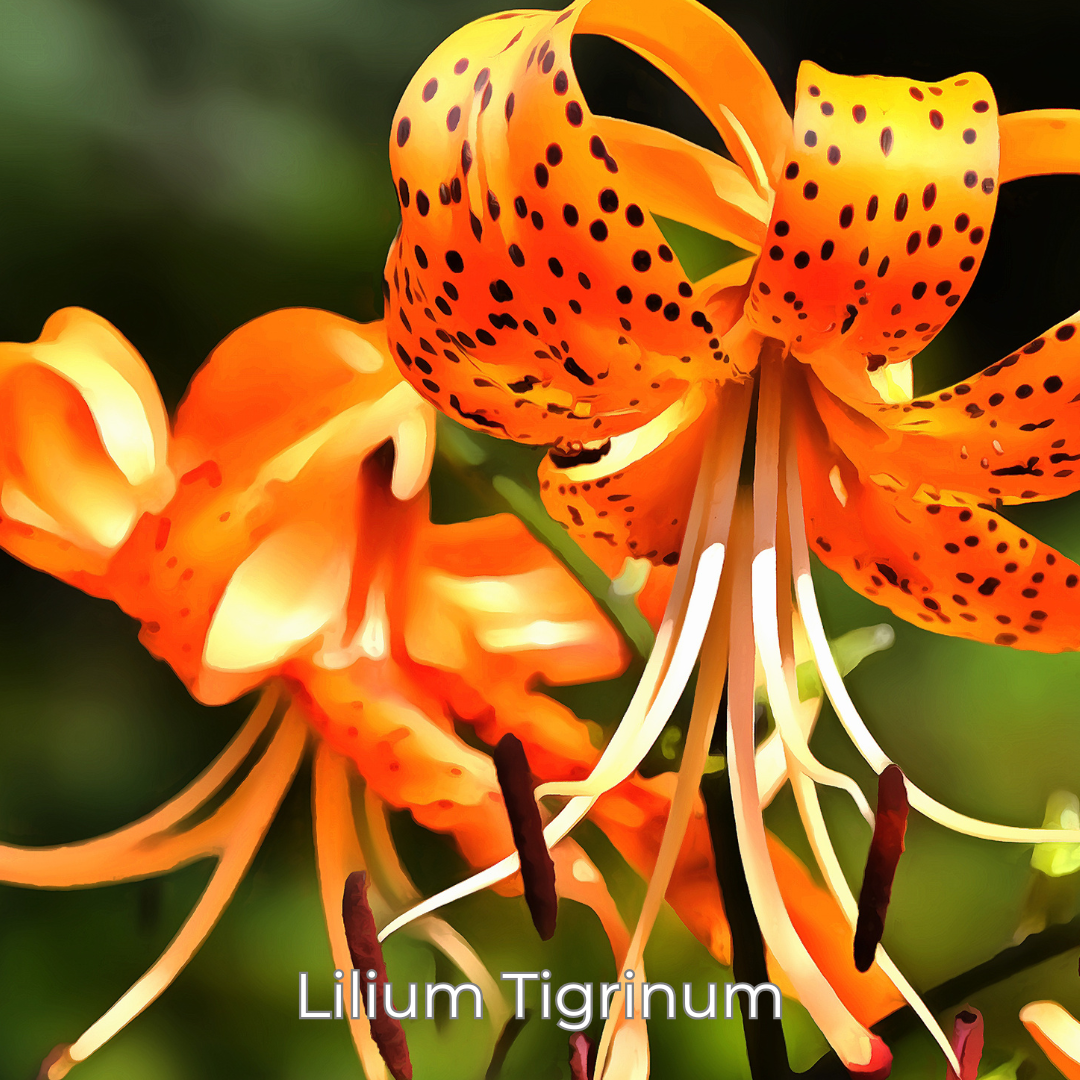 Lilium Tigrinum &amp; Post-Partum Remedies