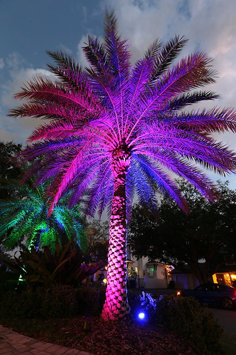 Palm tree with colorful LED lights at night, featuring pink, purple, and green illumination, with trees and houses in the background.