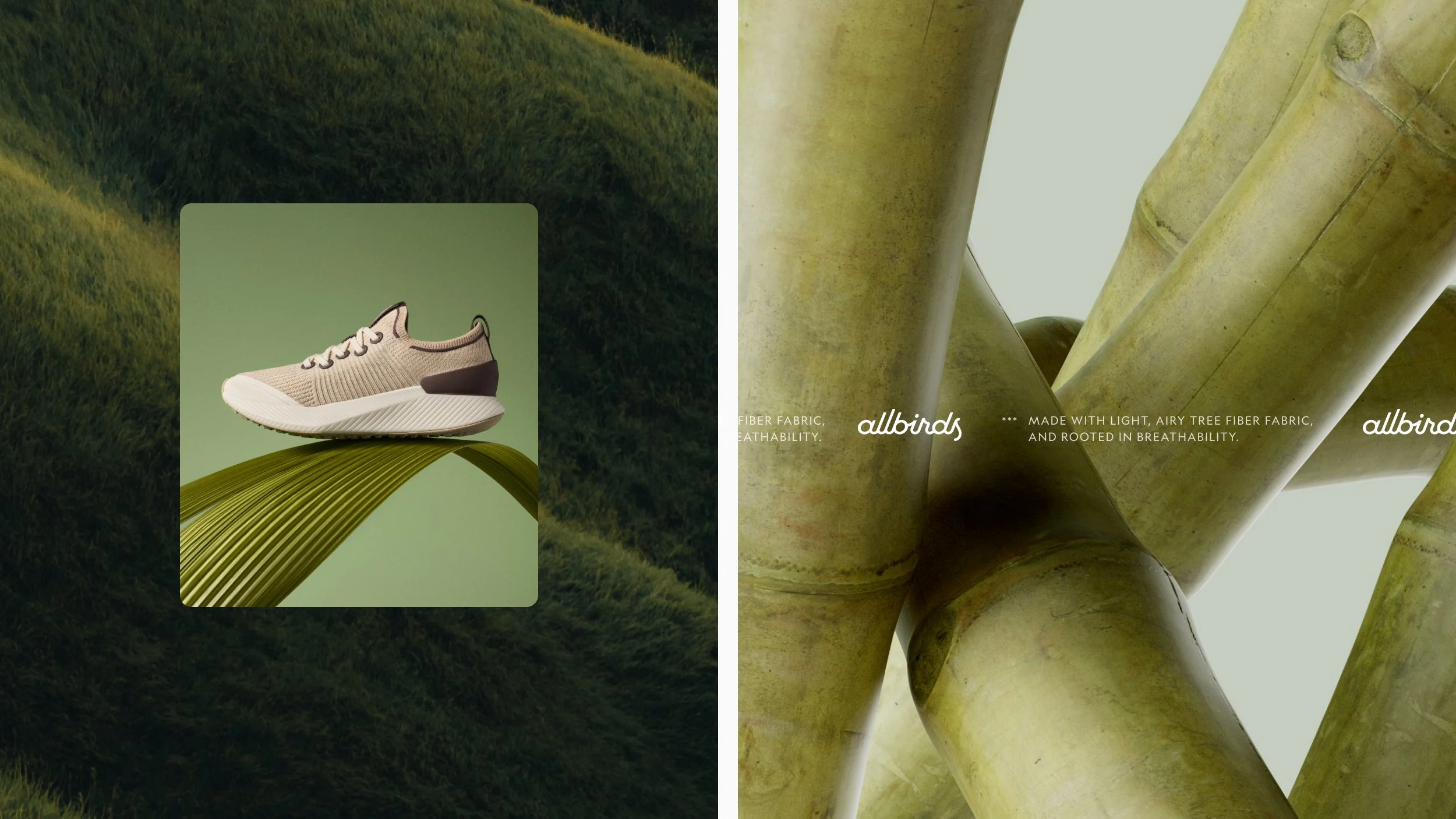 Allbirds C7.jpg