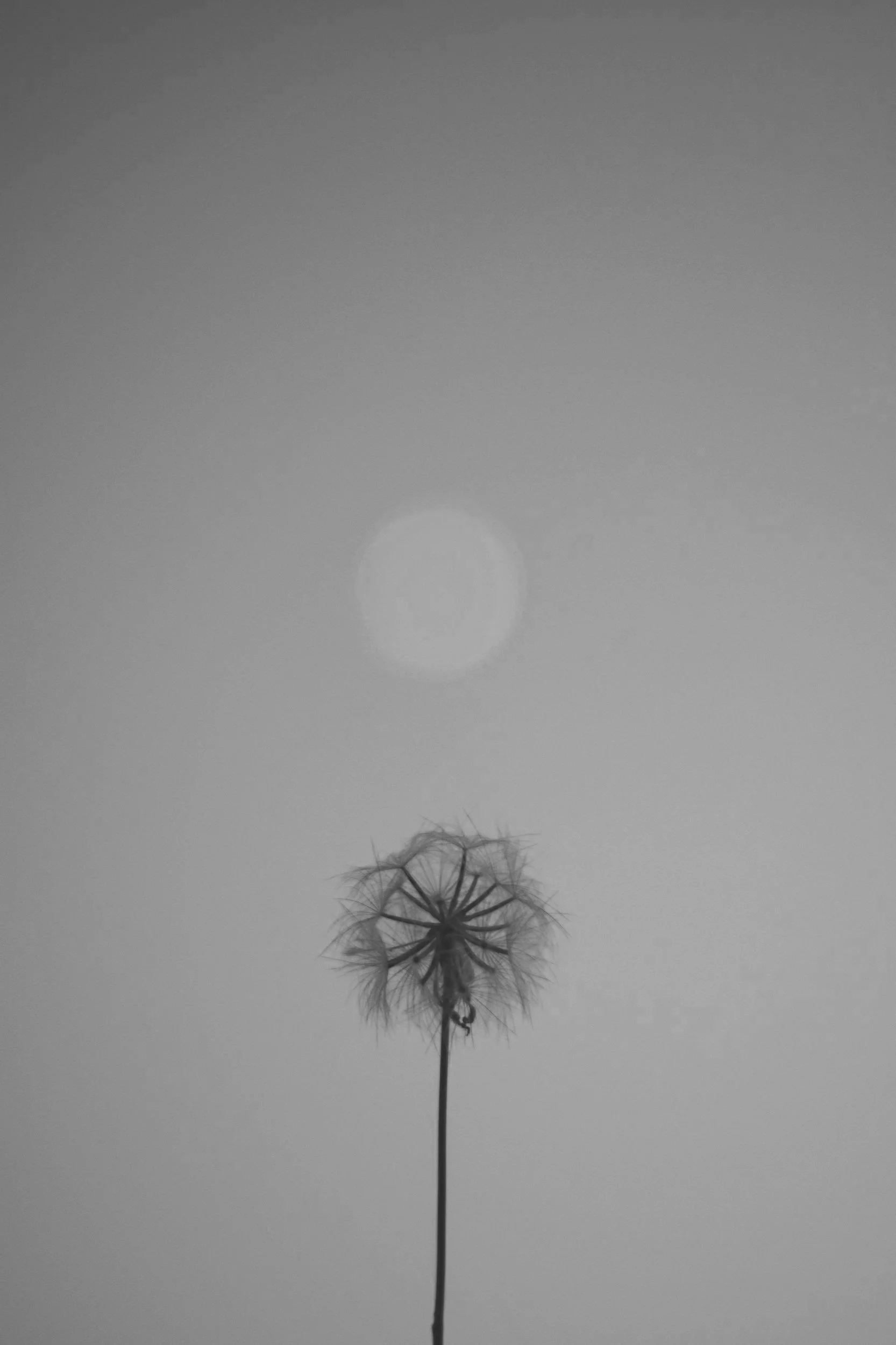 Black and white photo of a dandelion against a blurred background with a circular light spot above.
