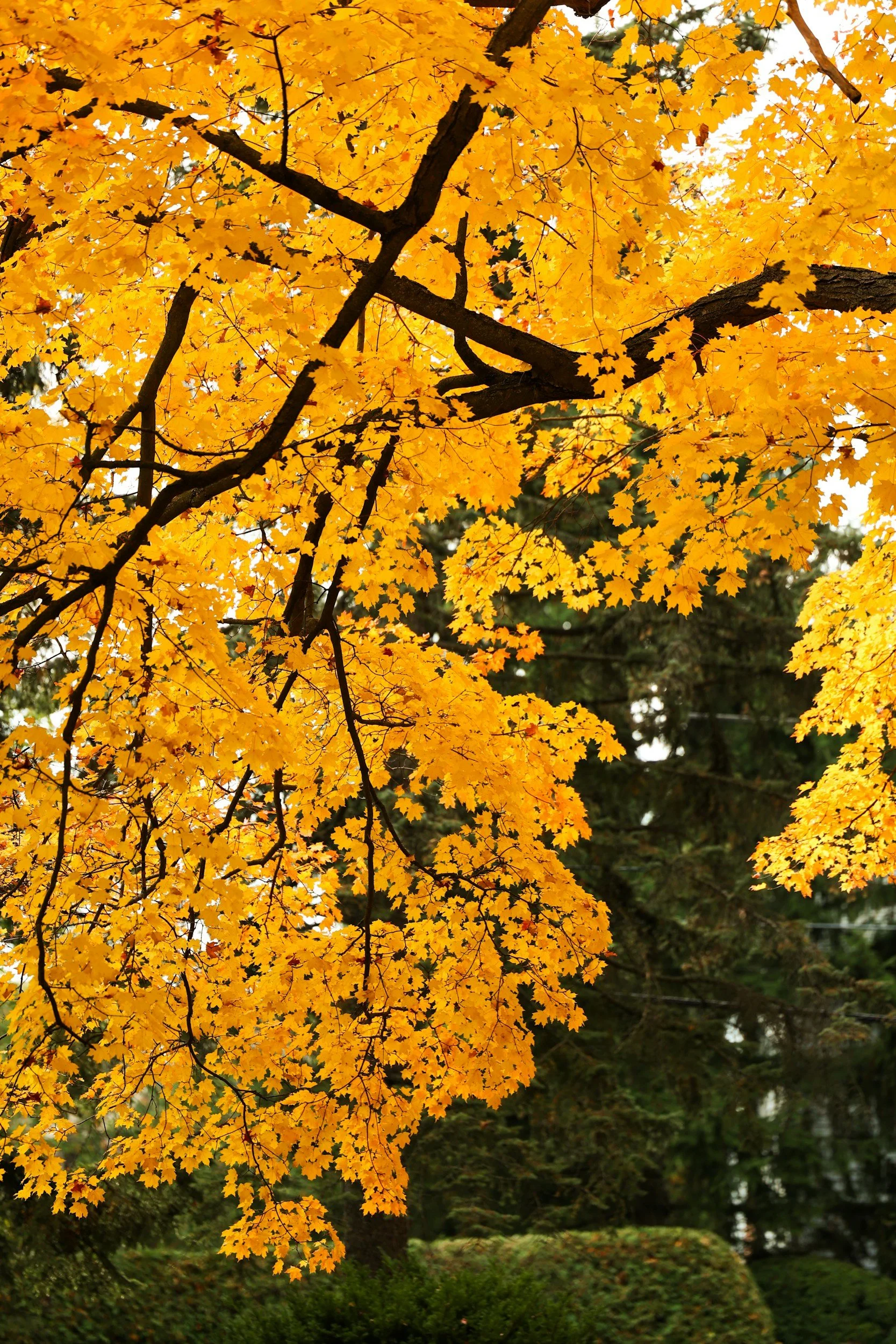 Lemon chicken with honey balsamic brussel Sprouts and side salad with Greek vinaigrette. 