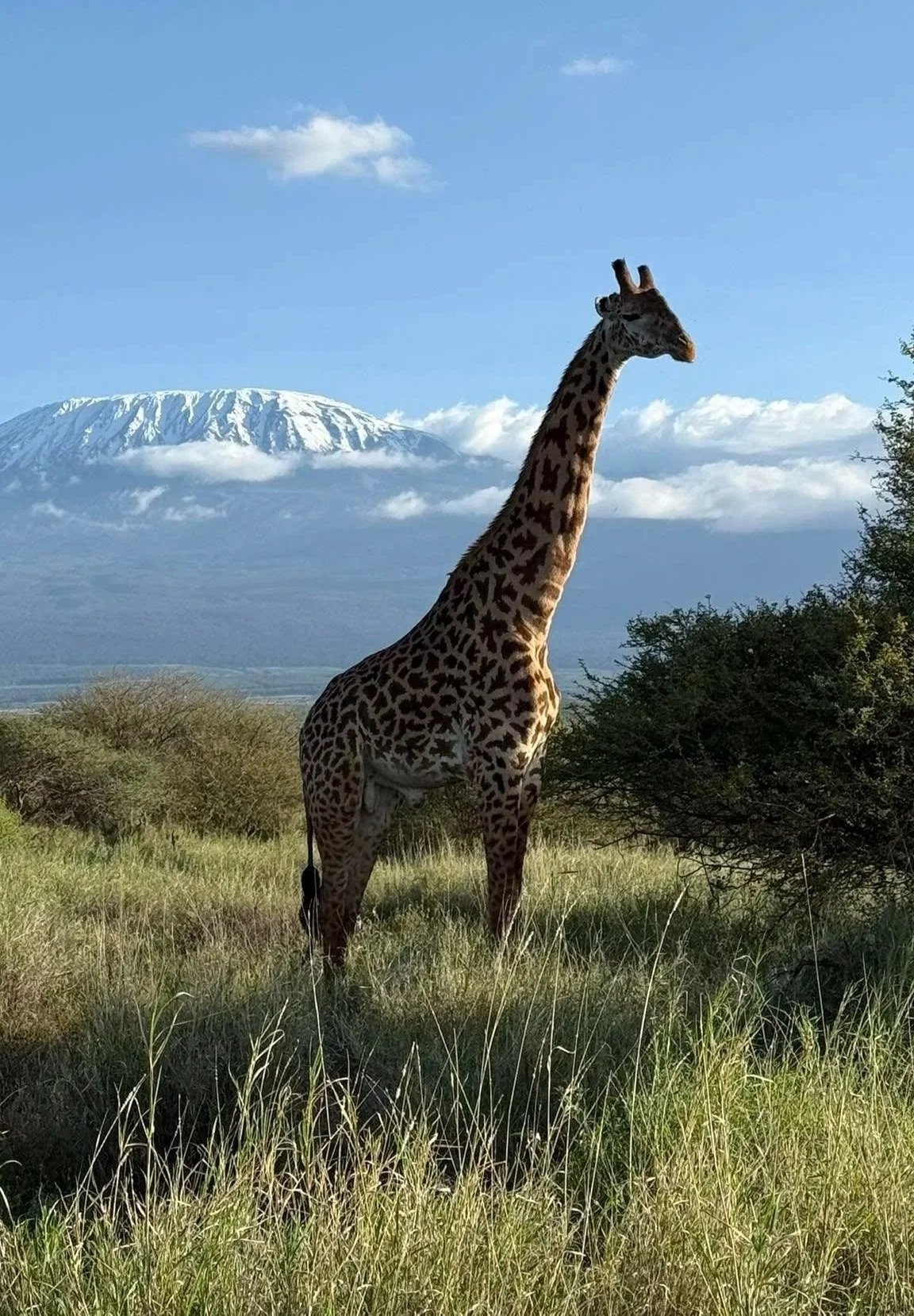 A tall Masai giraffe standing in the Kenyan savanna with the snow-capped peak of Mount Kilimanjaro in the background, a signature Lavishly Travel safari moment.