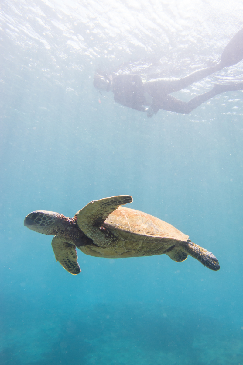 A Hawaiian green sea turtle (honu) glides gracefully through crystal-clear waters as a snorkeler observes from the sunlit surface.