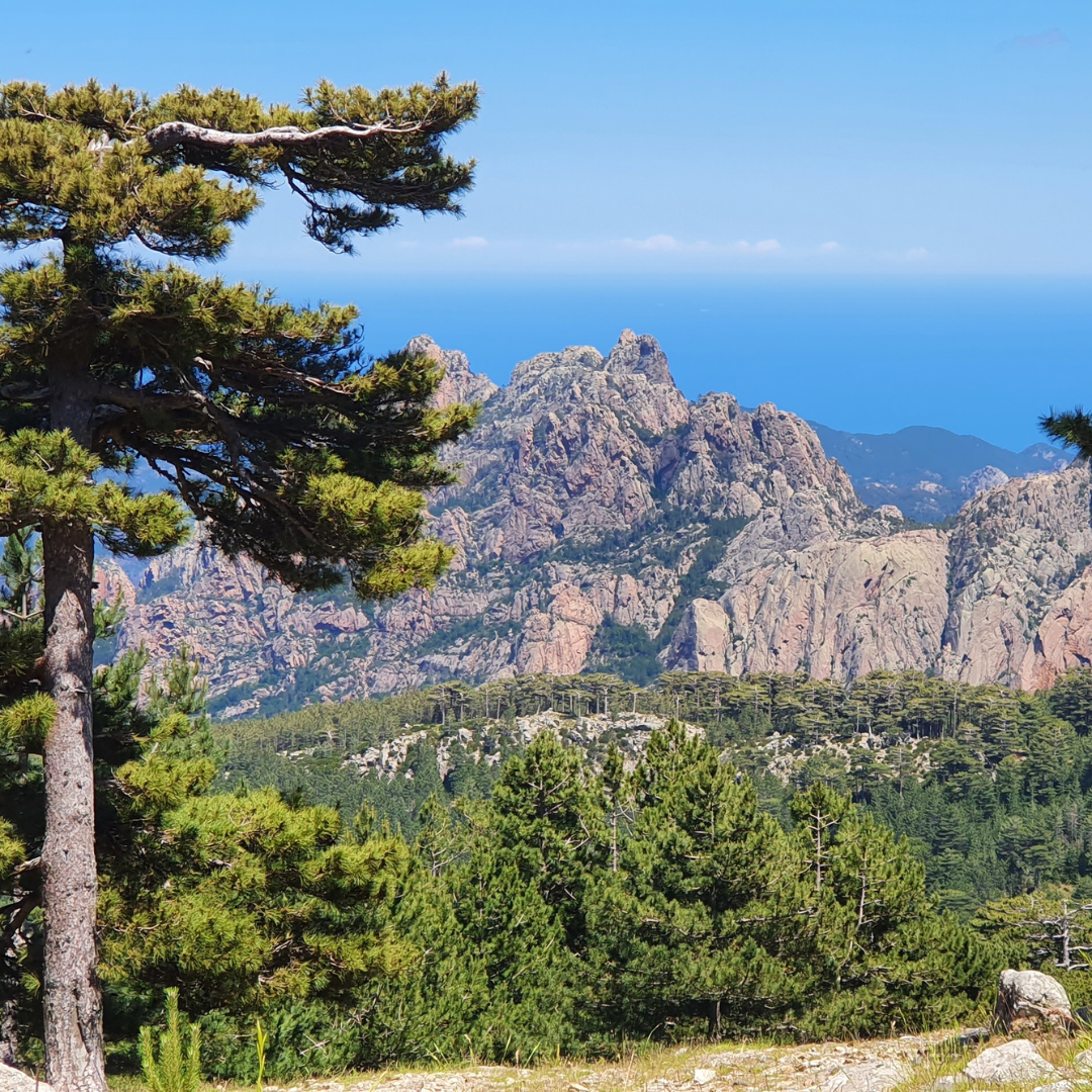 A tall pine tree framing a view of jagged, rocky mountain peaks rising above dense green forests under a clear blue sky.
