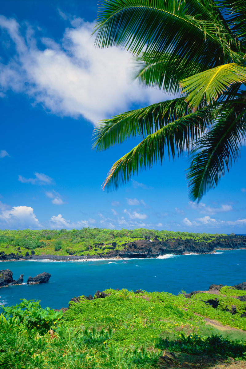 Palm fronds above a green Maui coastline and blue ocean