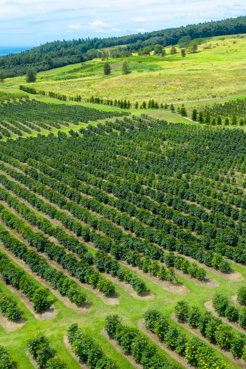 Rows of coffee plants across green farmland in Kona on the Big Island