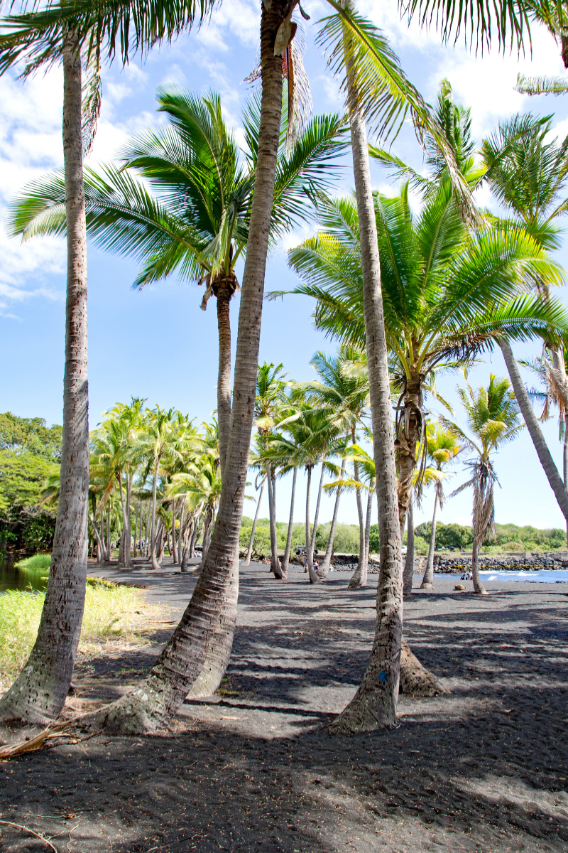 Palm trees growing beside a black-sand beach on the Big Island