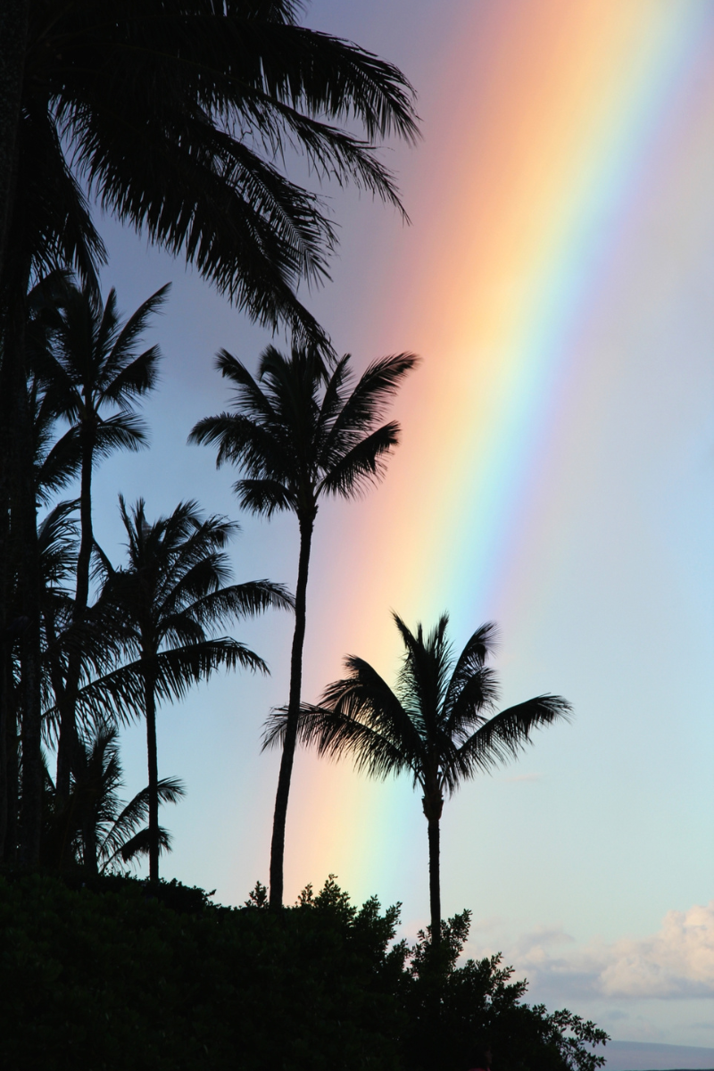 Rainbow above silhouetted palm trees on Maui
