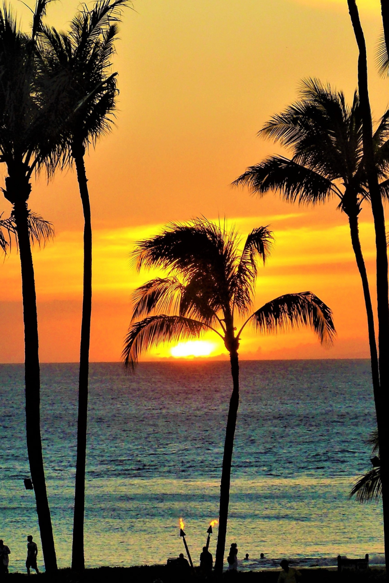 Palm trees silhouetted against an orange sunset over the ocean on Maui
