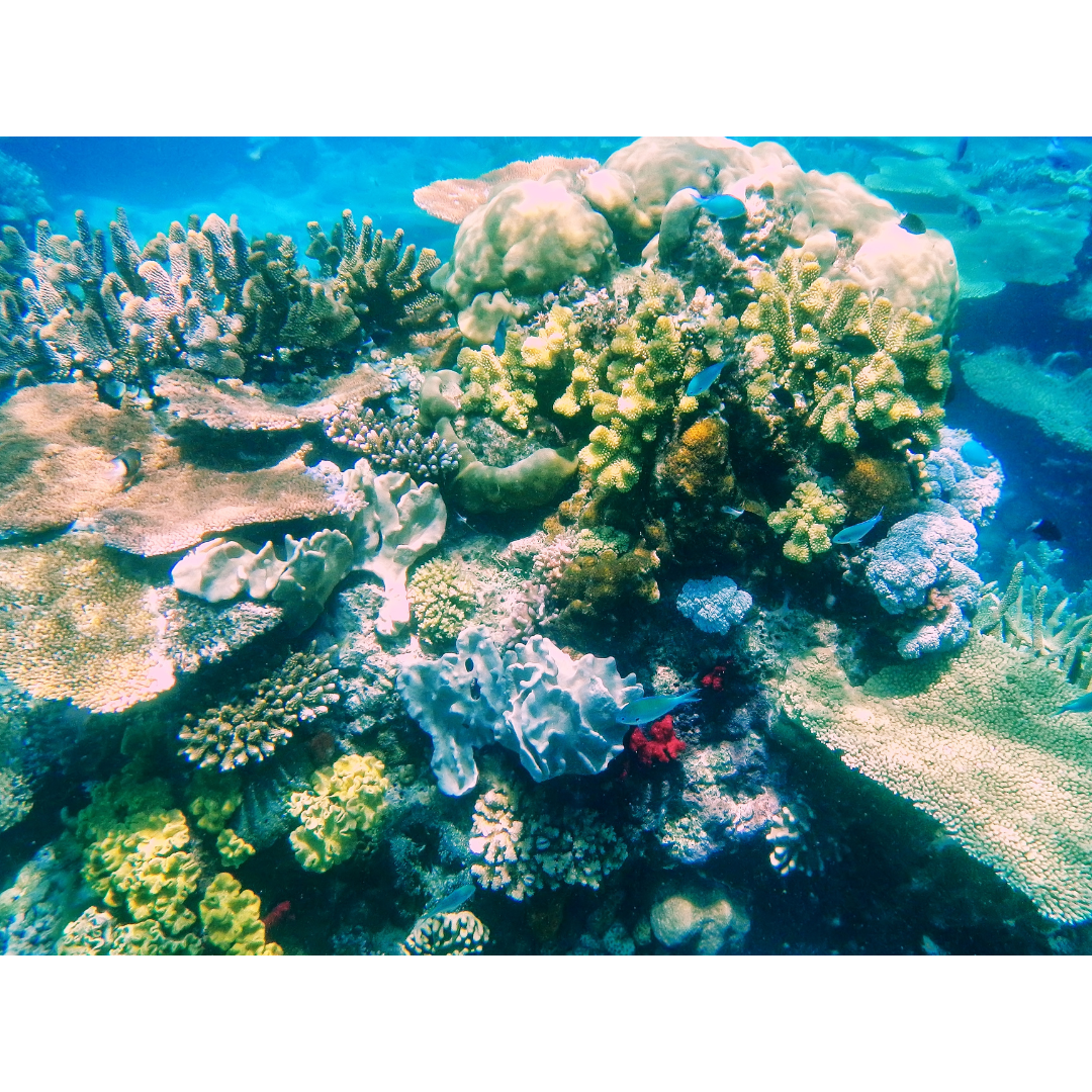 A thriving underwater coral reef with various textures of hard and soft corals and small blue fish swimming in clear water.