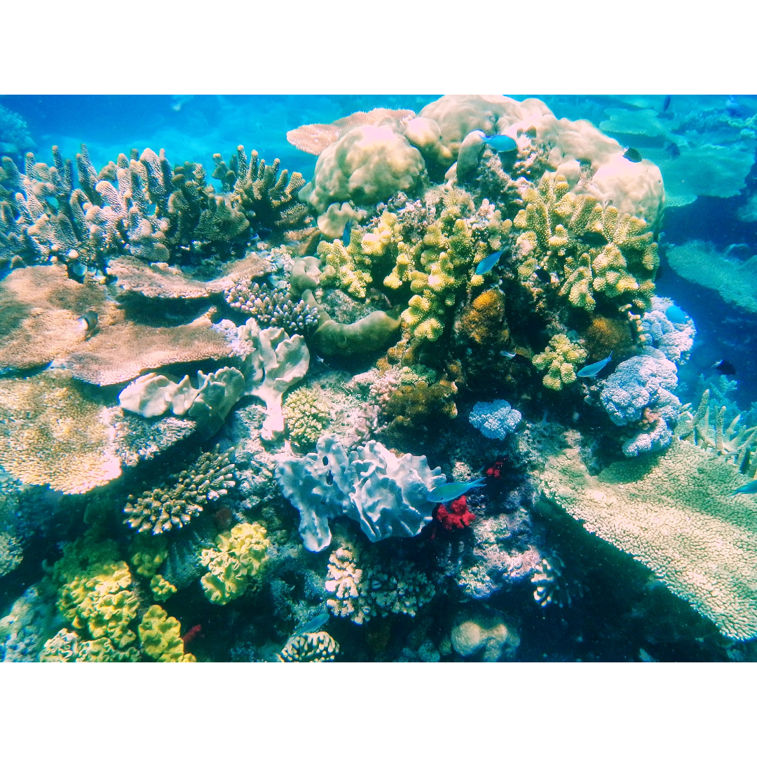 A thriving underwater coral reef with various textures of hard and soft corals and small blue fish swimming in clear water.