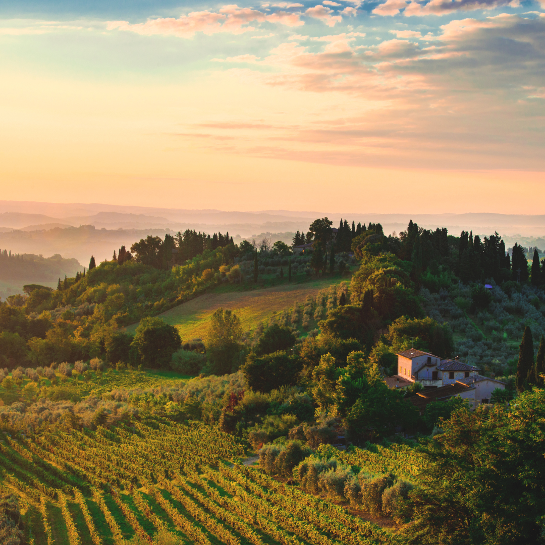 Rolling green hills, vineyard rows, and scattered farmhouses in Tuscany beneath a warm evening sky.