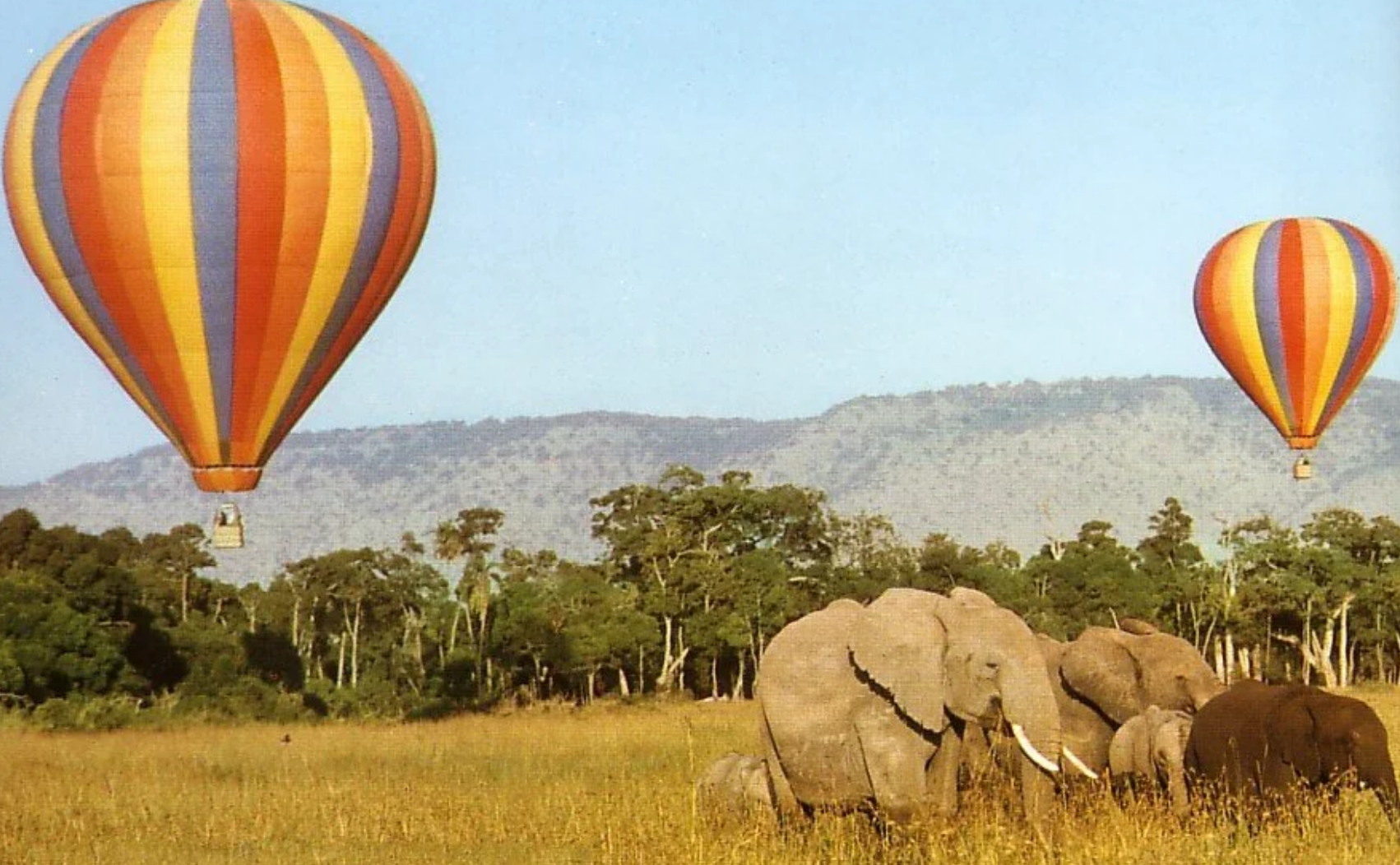 Two colorful hot air balloons floating over a herd of elephants grazing in the golden grasses of the Masai Mara.