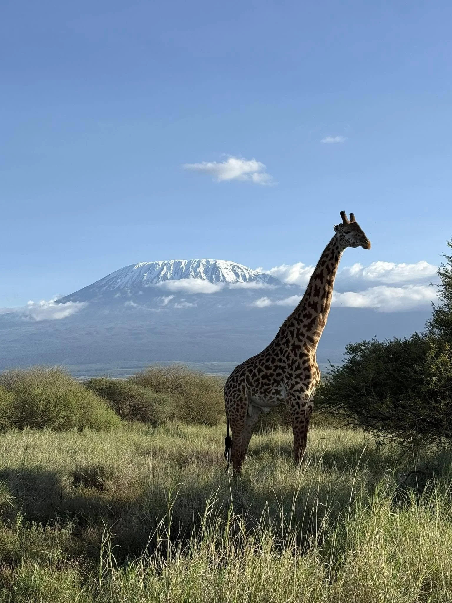 A tall Masai giraffe stands majestically in a grassy savanna field with the snow-capped peak of Mount Kilimanjaro rising behind low-hanging clouds under a clear blue sky in East Africa.