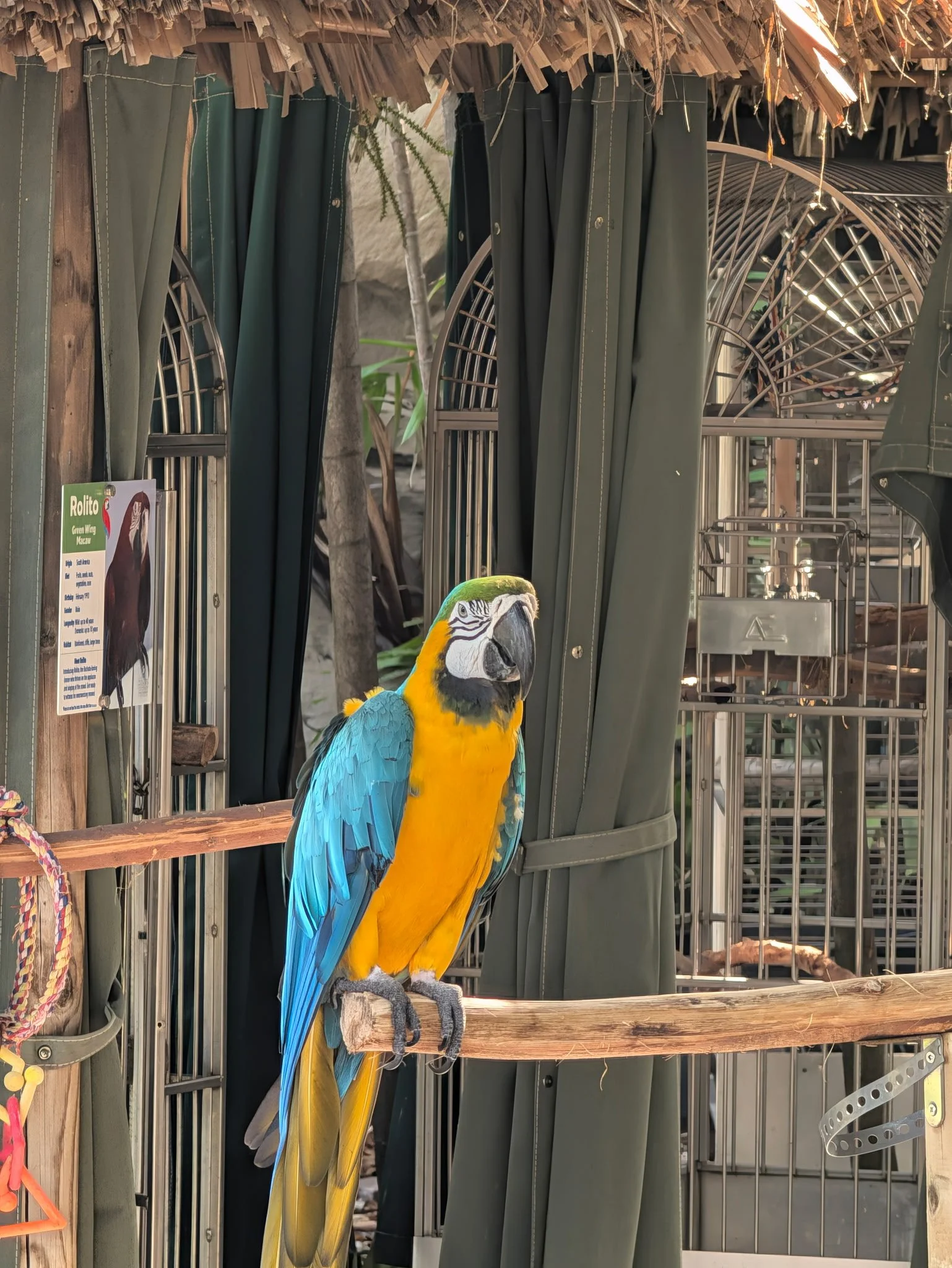 Blue-and-gold macaw perched on the tropical grounds of Hilton Aruba Caribbean Resort & Casino