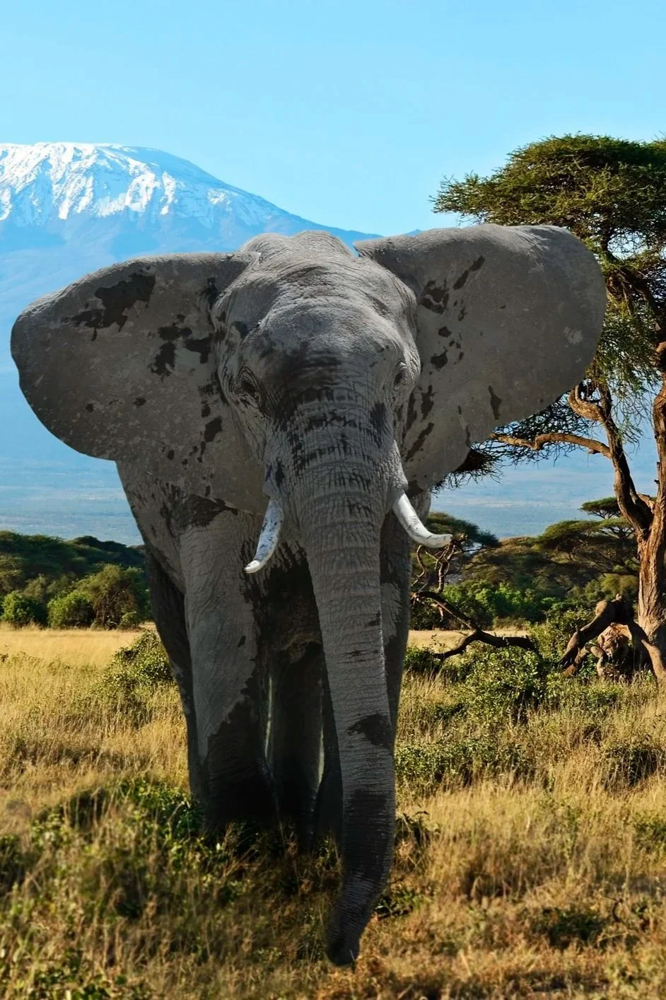 A majestic African elephant walking through the grasslands with a snow-capped mountain and acacia trees in the distance, curated by Lavishly Travel.