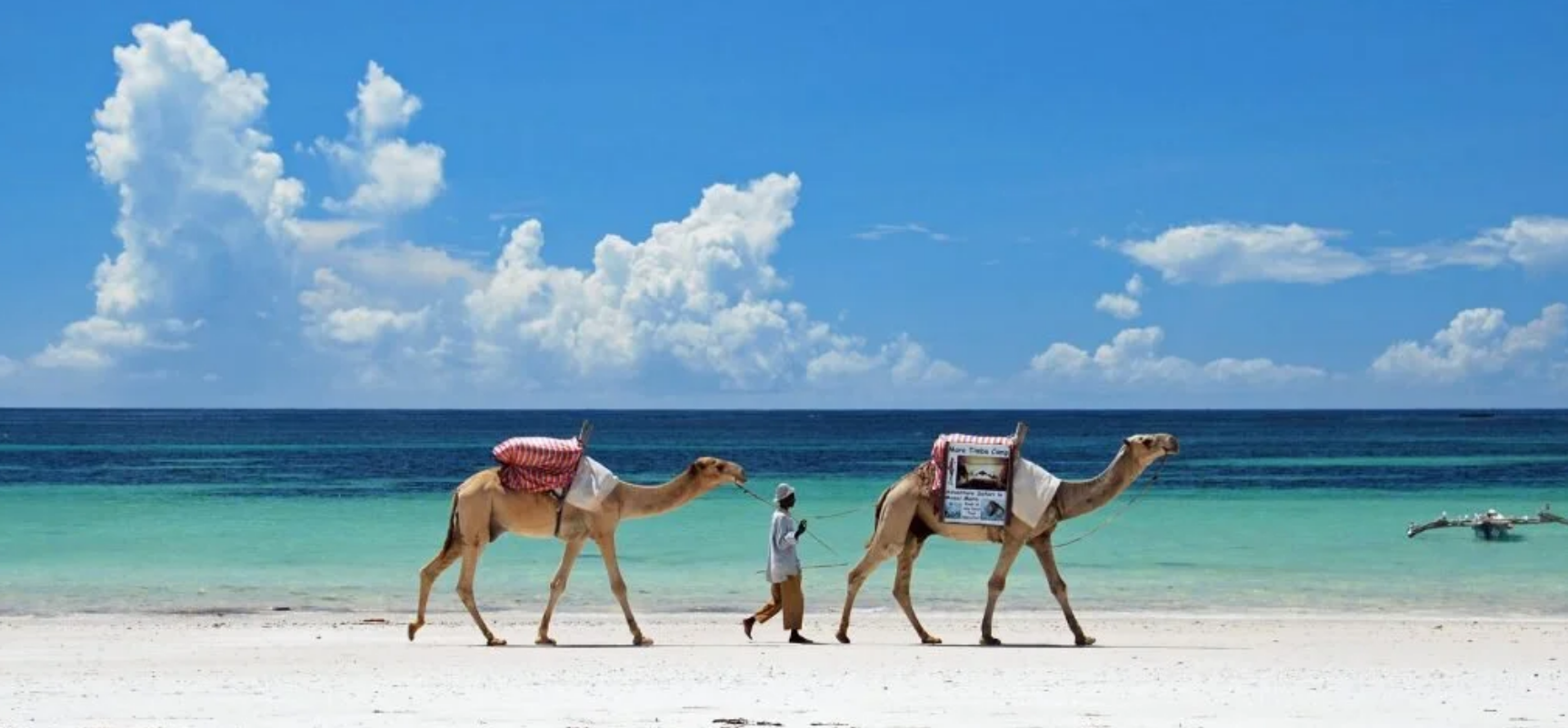 A handler leads two saddled camels along the pristine white sands and turquoise waters of Diani Beach.