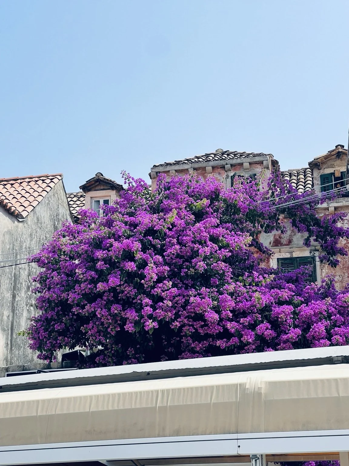 A stone building draped in vivid purple bougainvillea along Croatia's Dalmatian Coast