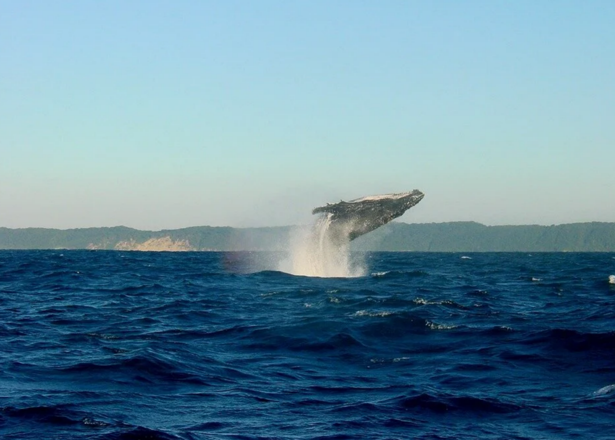 A large humpback whale breaching out of the choppy blue ocean water with a splash, backed by distant green coastlines.