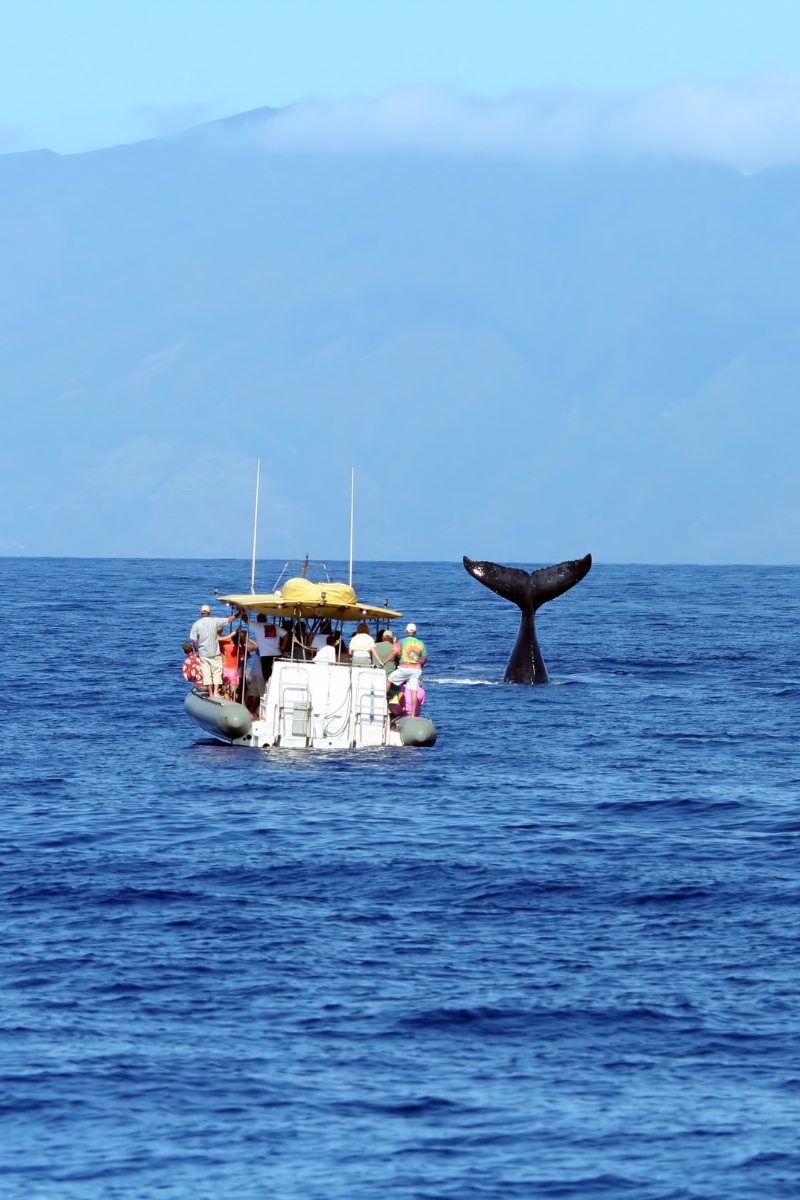 Humpback whale tail rising from the ocean near a whale-watching boat off Maui