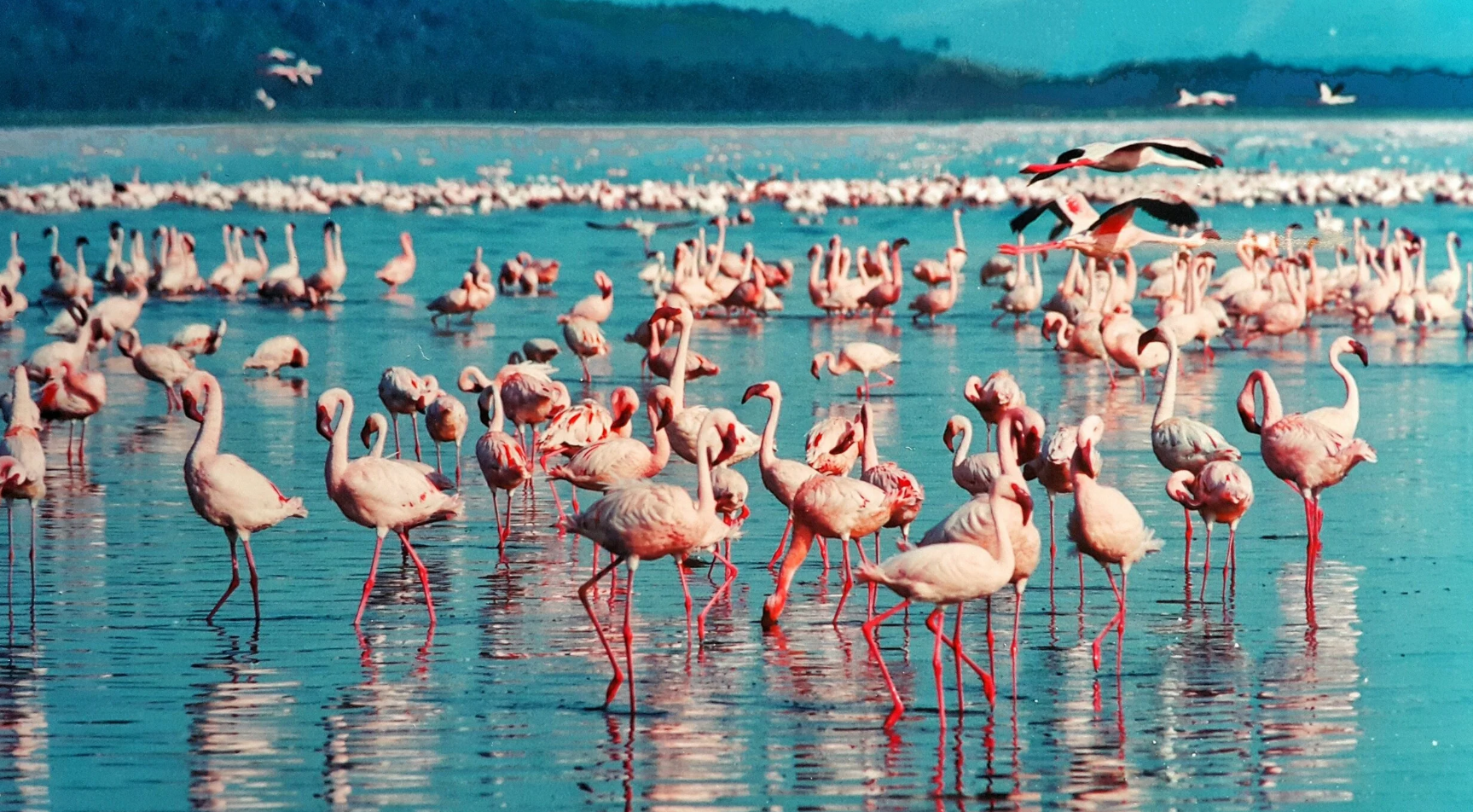 A massive colony of pink flamingos wading and feeding in the shallow blue waters of a Kenyan Rift Valley lake.