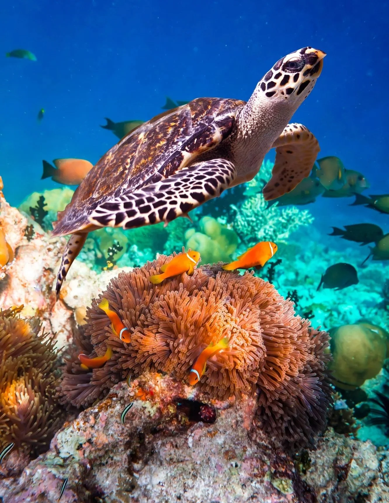 A Hawksbill sea turtle swimming over a vibrant coral reef in the crystal-clear blue waters of Tahiti, showcasing immersive snorkeling experiences.