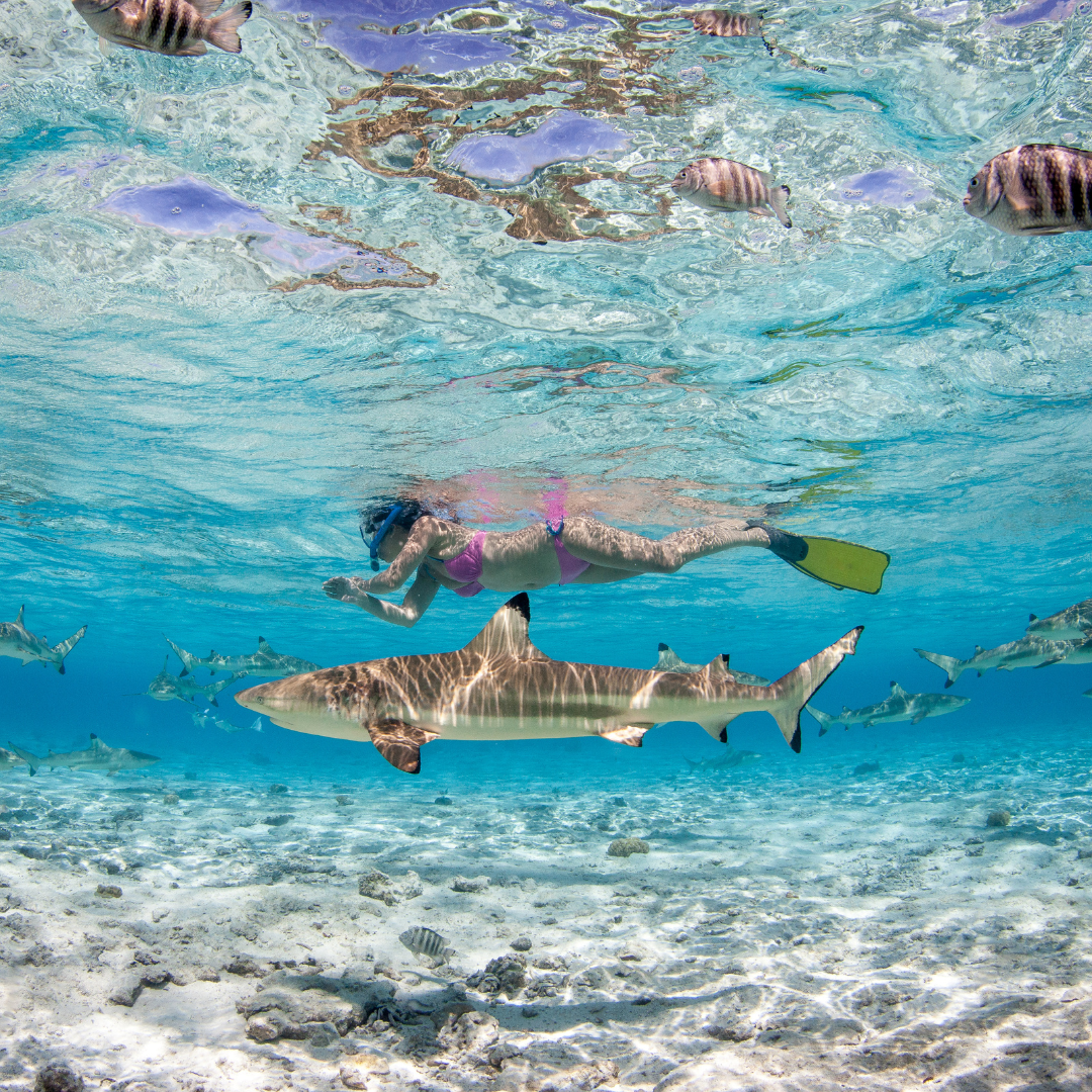 Snorkeler swimming above blacktip reef sharks and tropical fish in a clear lagoon