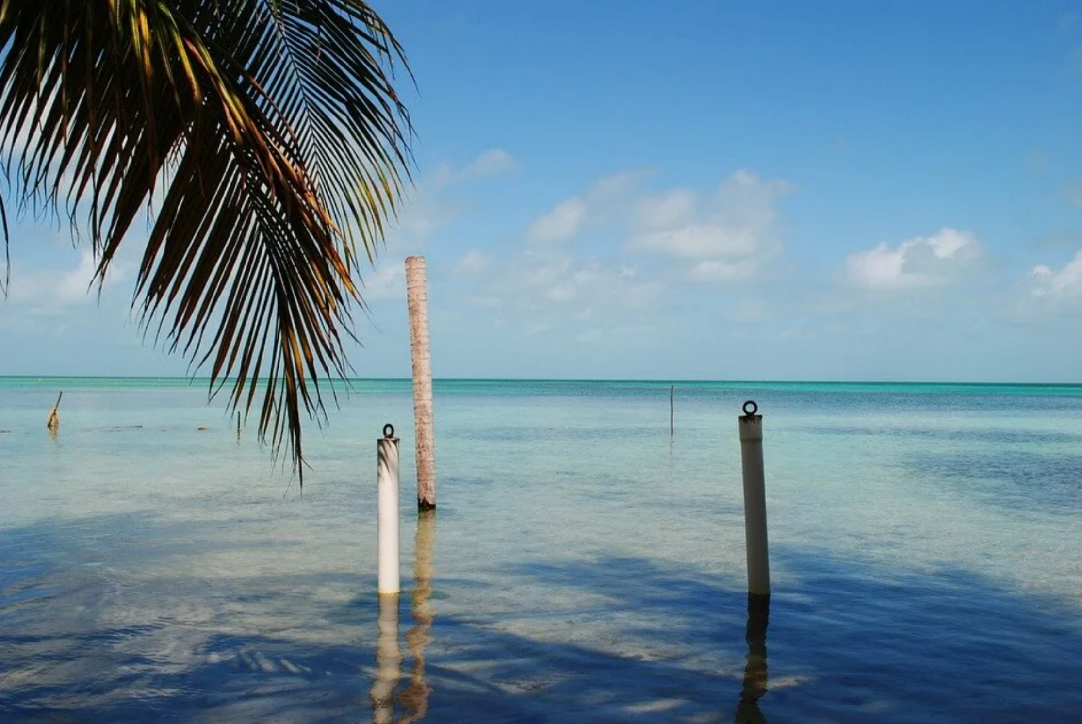 Palm fronds framing a view of calm, clear turquoise shallow ocean water with wooden posts sticking out of the sea under a blue sky in Belize.