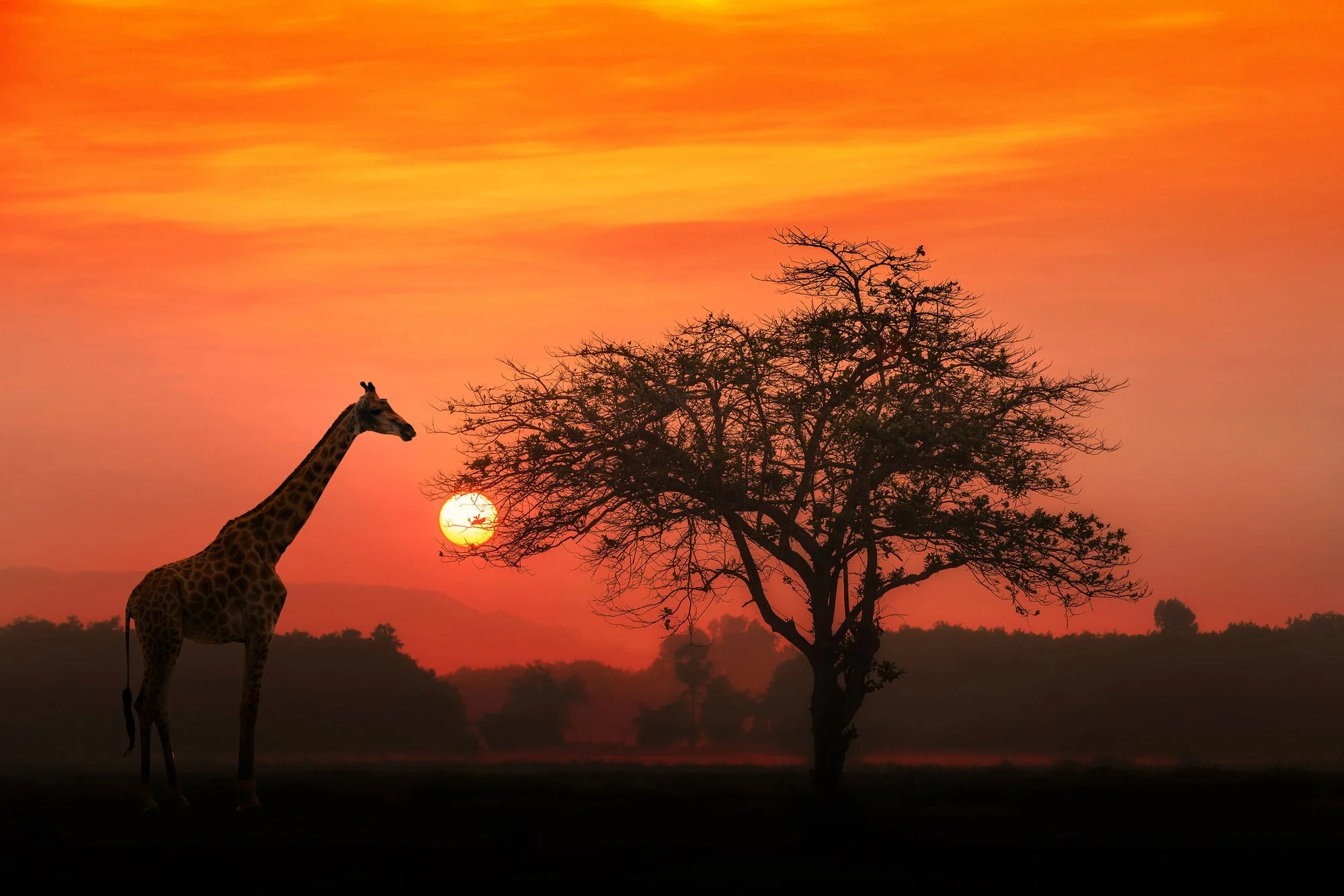 A giraffe silhouetted against a vibrant orange African sunset in Kenya, standing near an acacia tree. An bucket-list wildlife safari experience suitable for all ages and family groups.