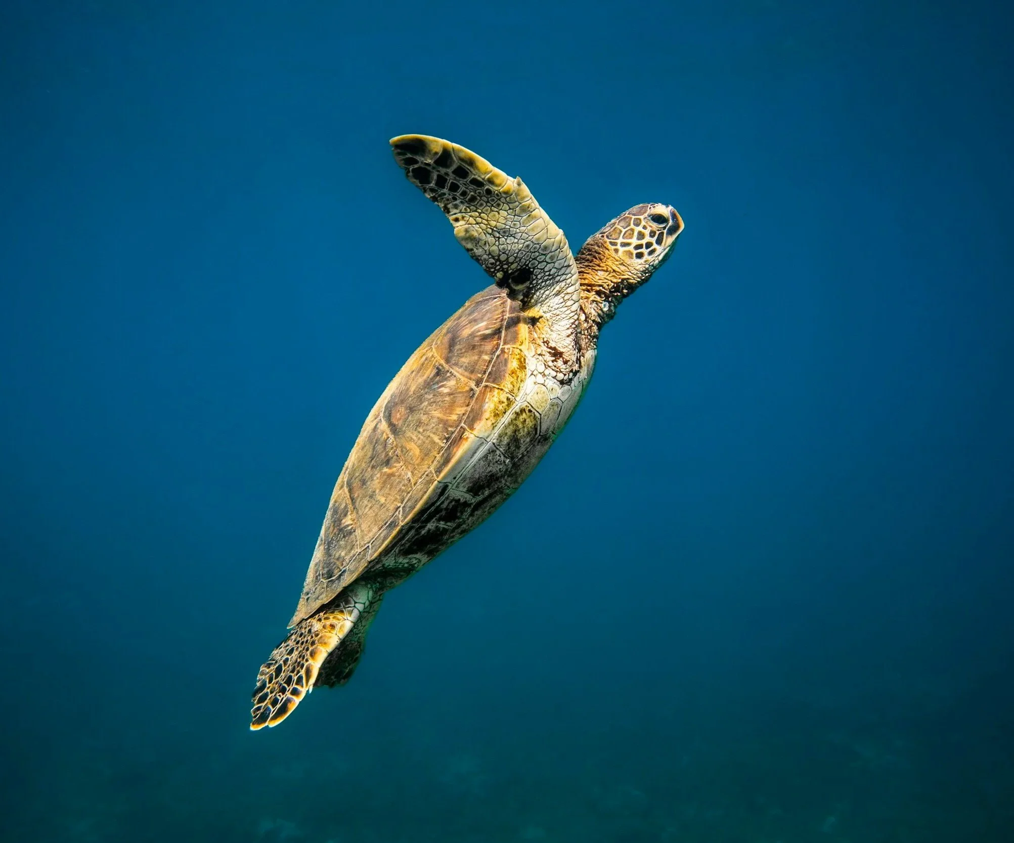 Green sea turtle swimming in the clear blue waters of Hawaii, a popular snorkeling experience in the Hawaiian Islands.