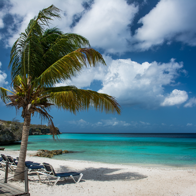 Palm tree and white-sand beach in Curaçao