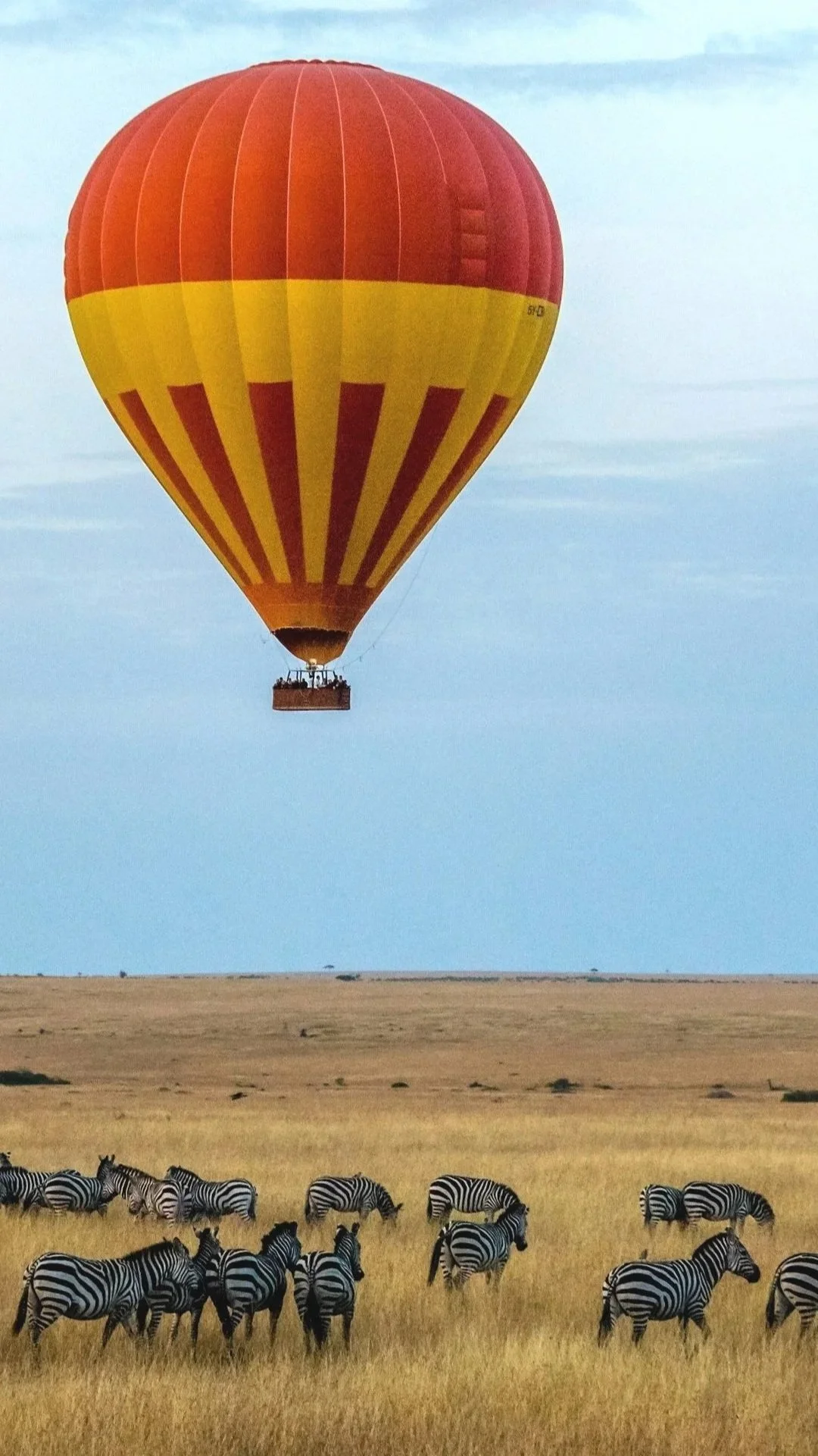 An orange and yellow hot air balloon floating over a herd of zebras in the Masai Mara during a sunrise safari flight.