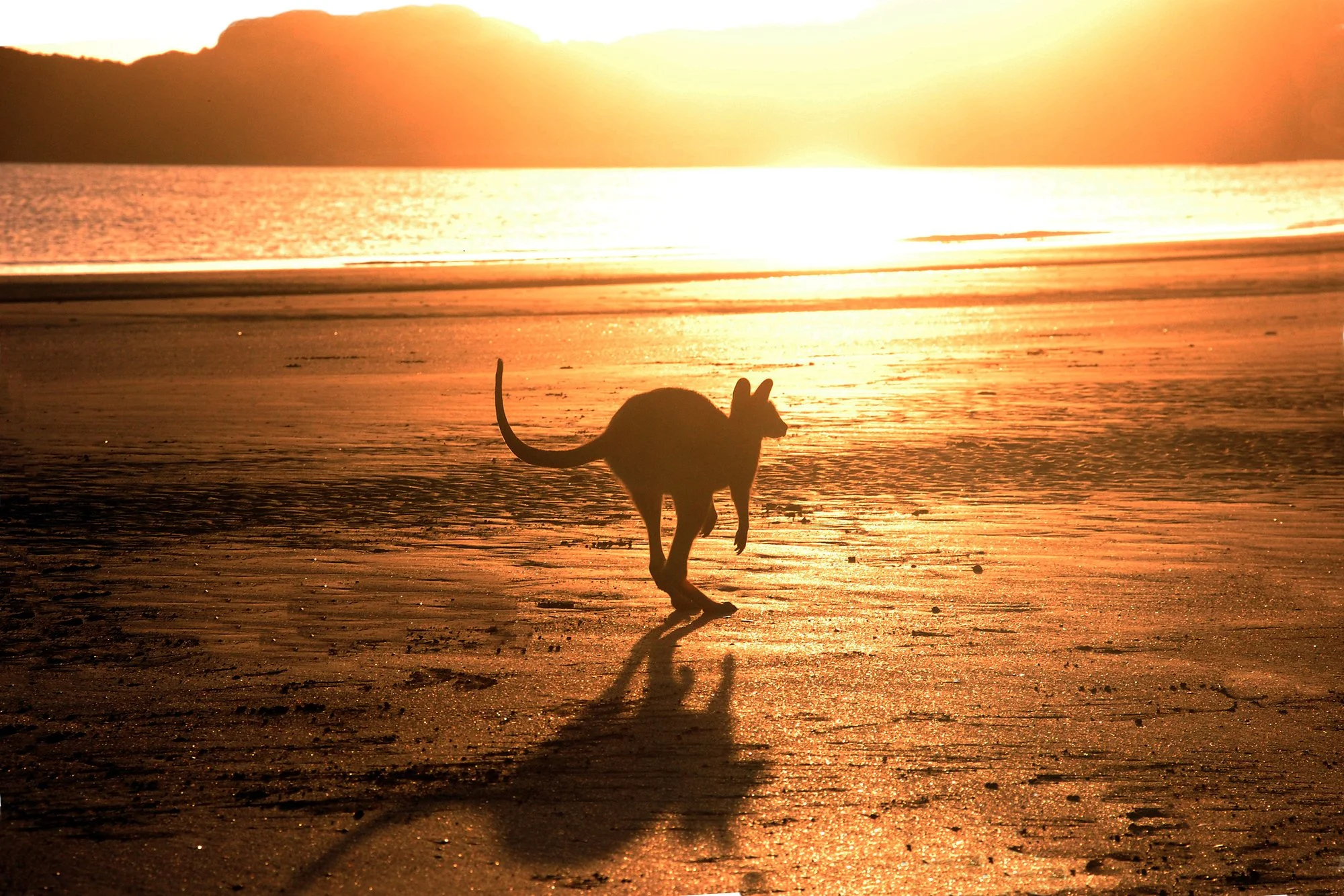 Silhouette of a kangaroo hopping across a golden beach at sunset with the ocean and mountains in the background, representing iconic Australian landscapes.