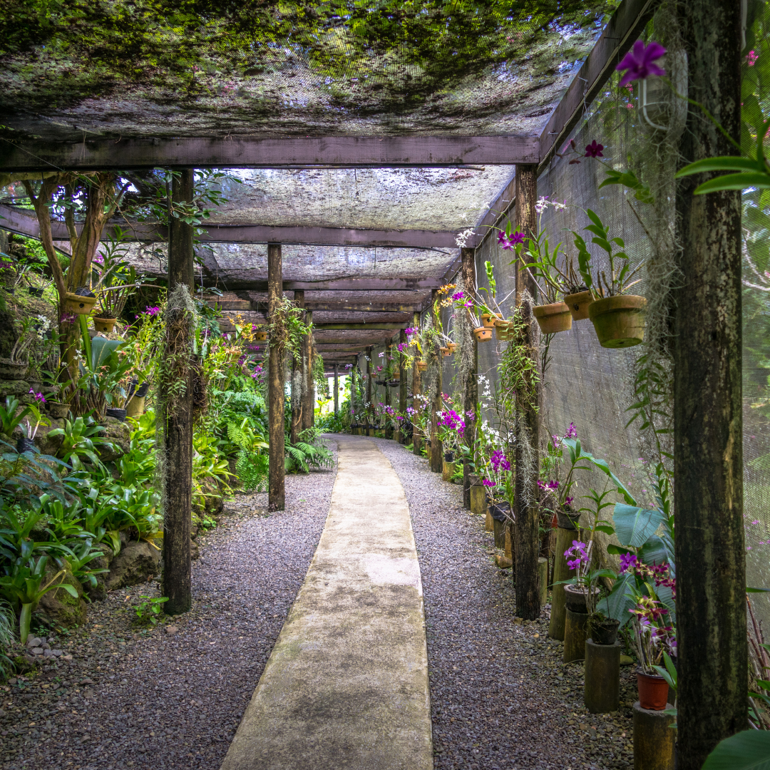 A covered gravel garden walkway inside a tropical greenhouse pavilion surrounded by hanging potted purple orchids and ferns.