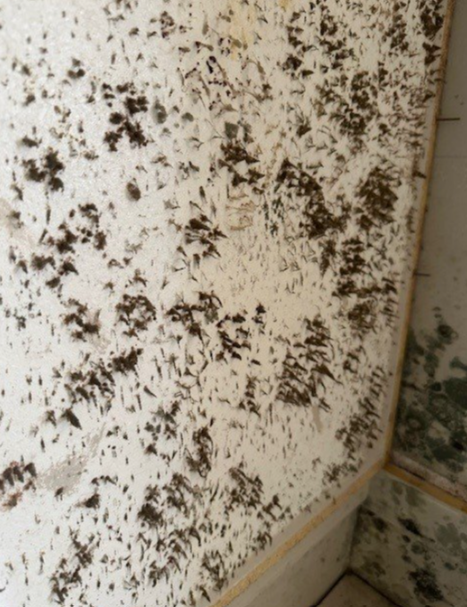 MOLD SPORES ADD WATERMARK.png