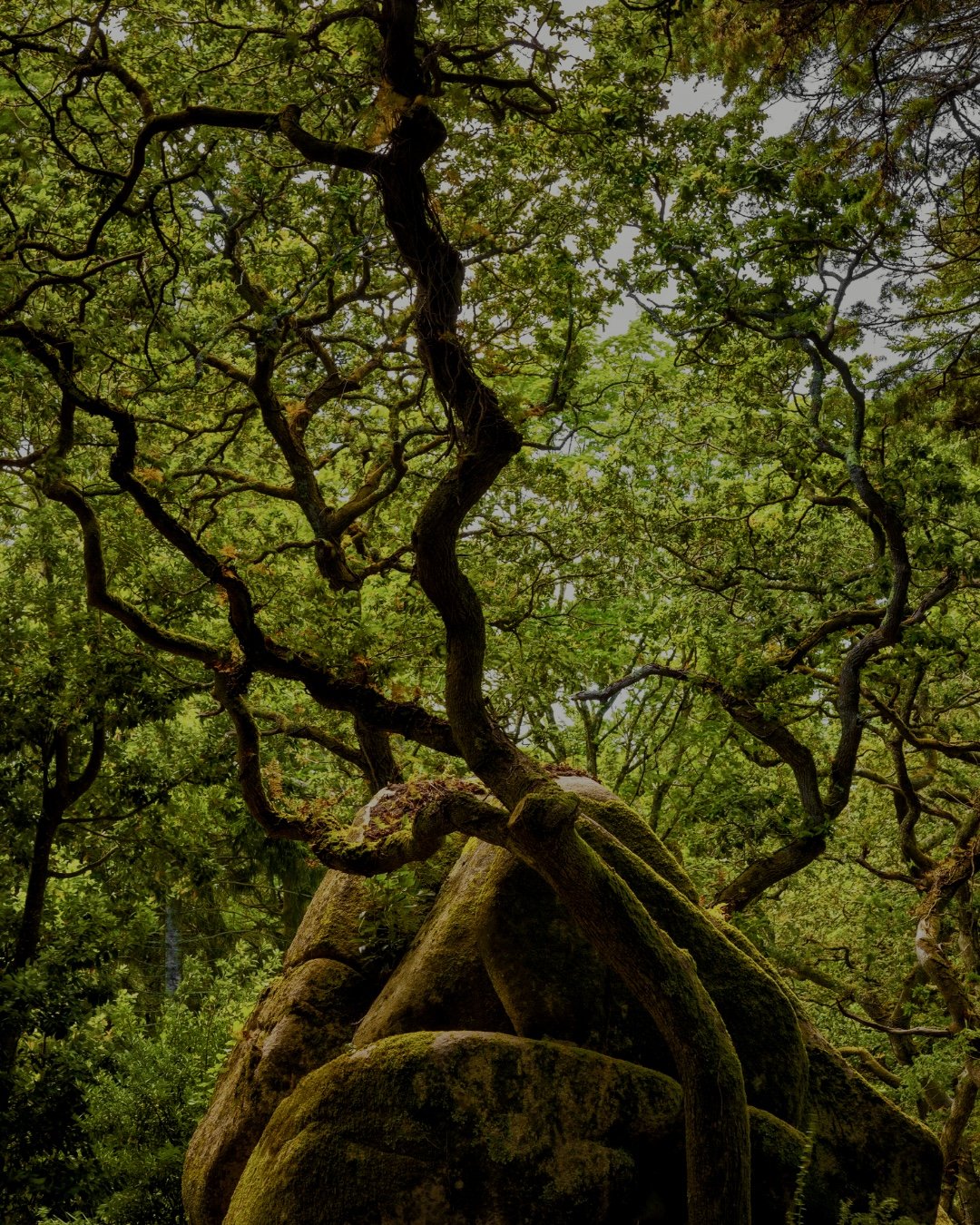 Shinrin Yoku Sauna Ritual with Nisha Toppin for International Womens Day, in collaboration with Nature &amp; Therapy UK
