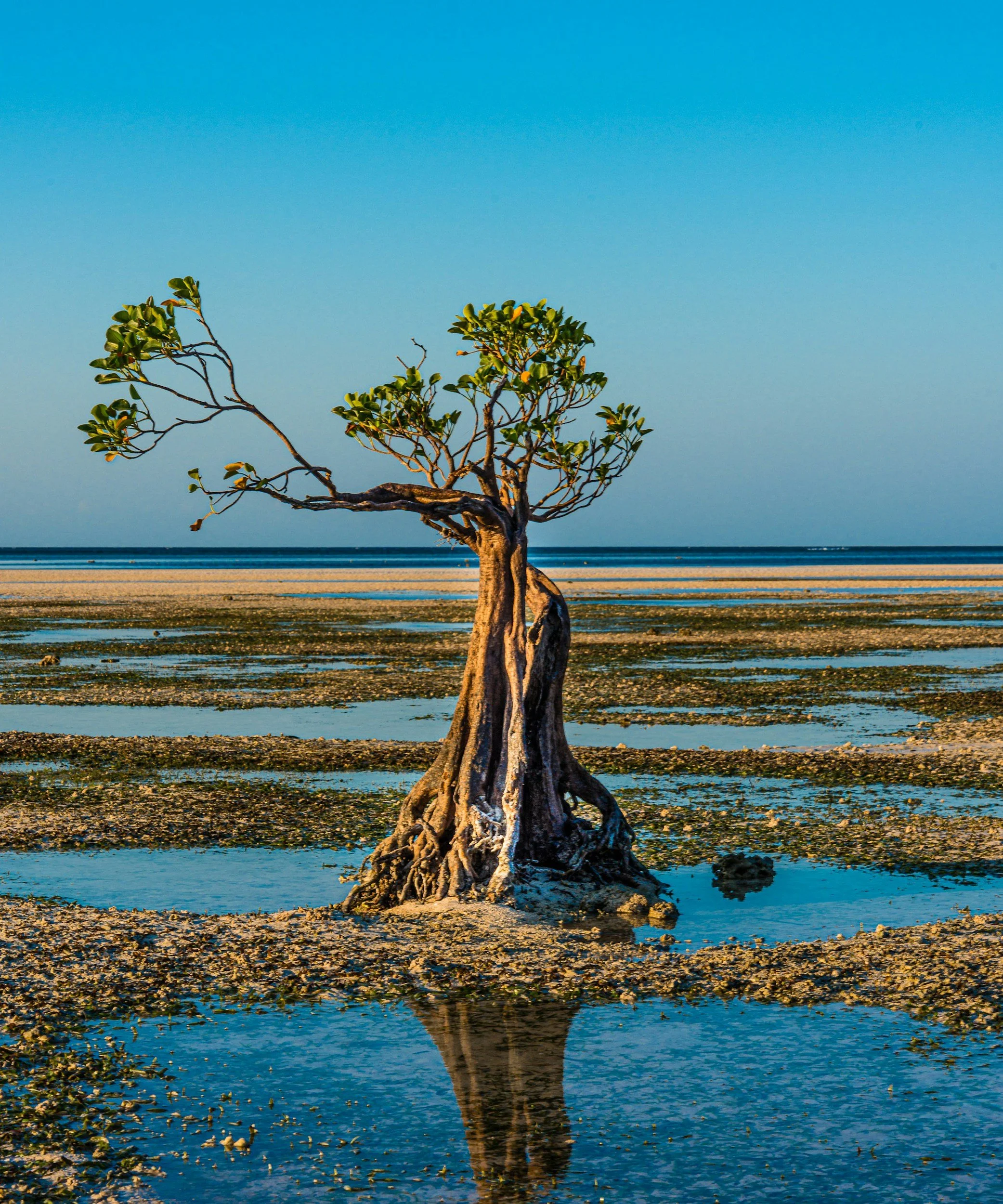What the Mangrove Tree Taught Me About Staying Rooted