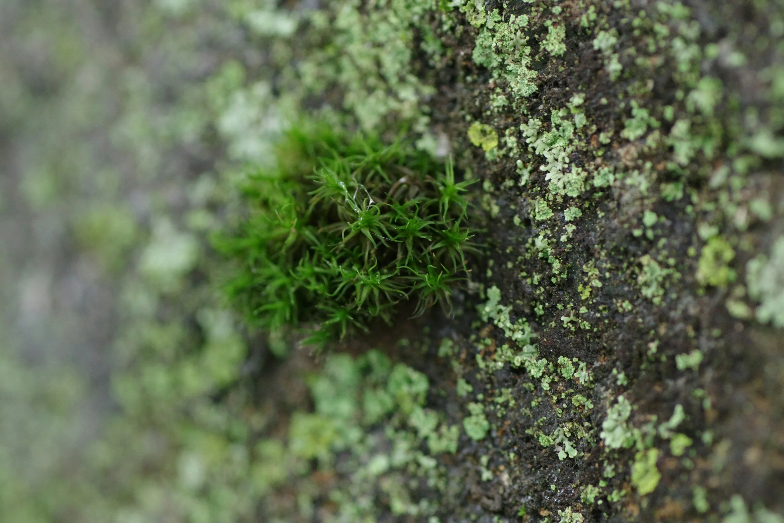 On Learning, and the Grace of Getting It Wrong