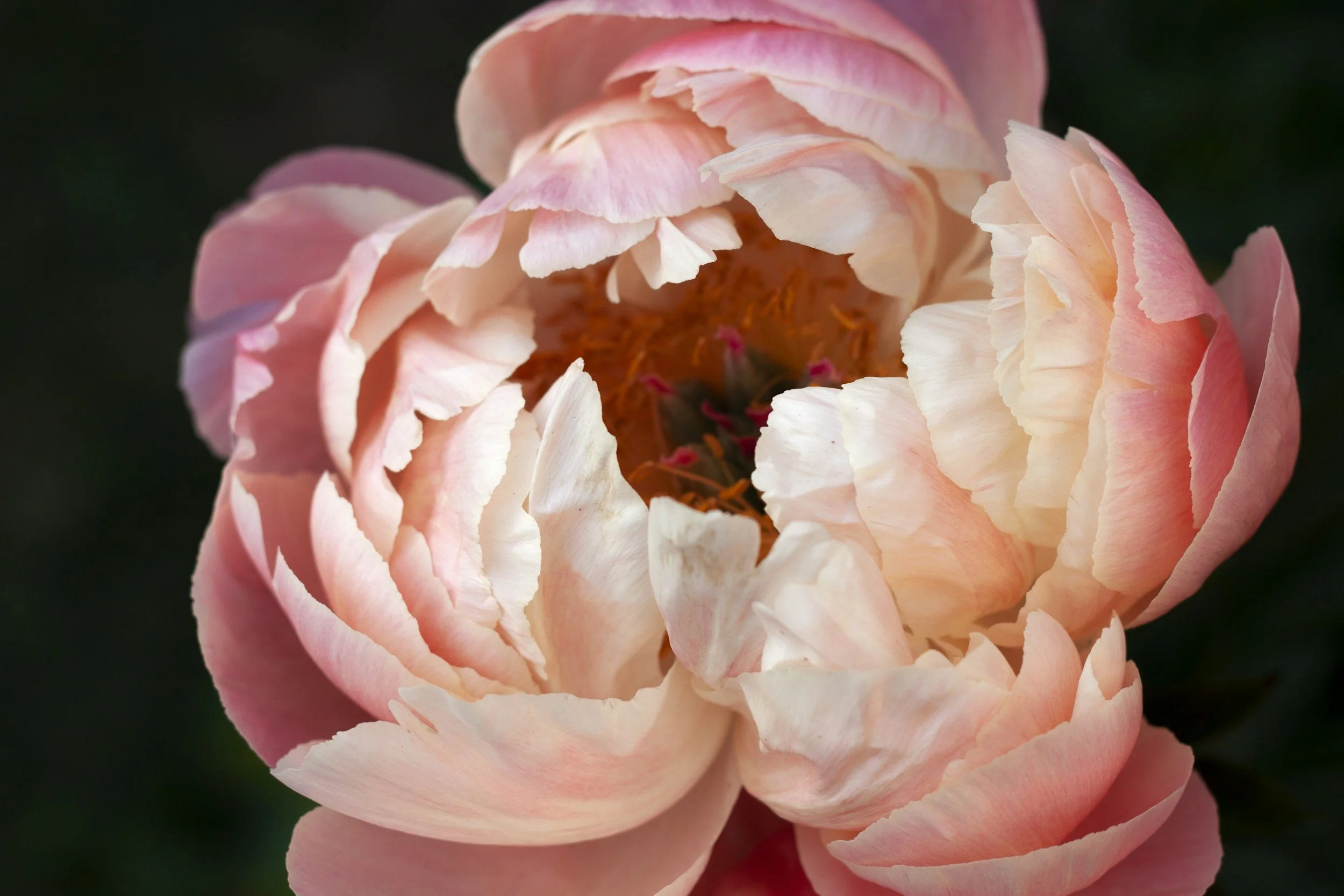 Permission to Be a June Bloom: On Trusting Your Own Timing