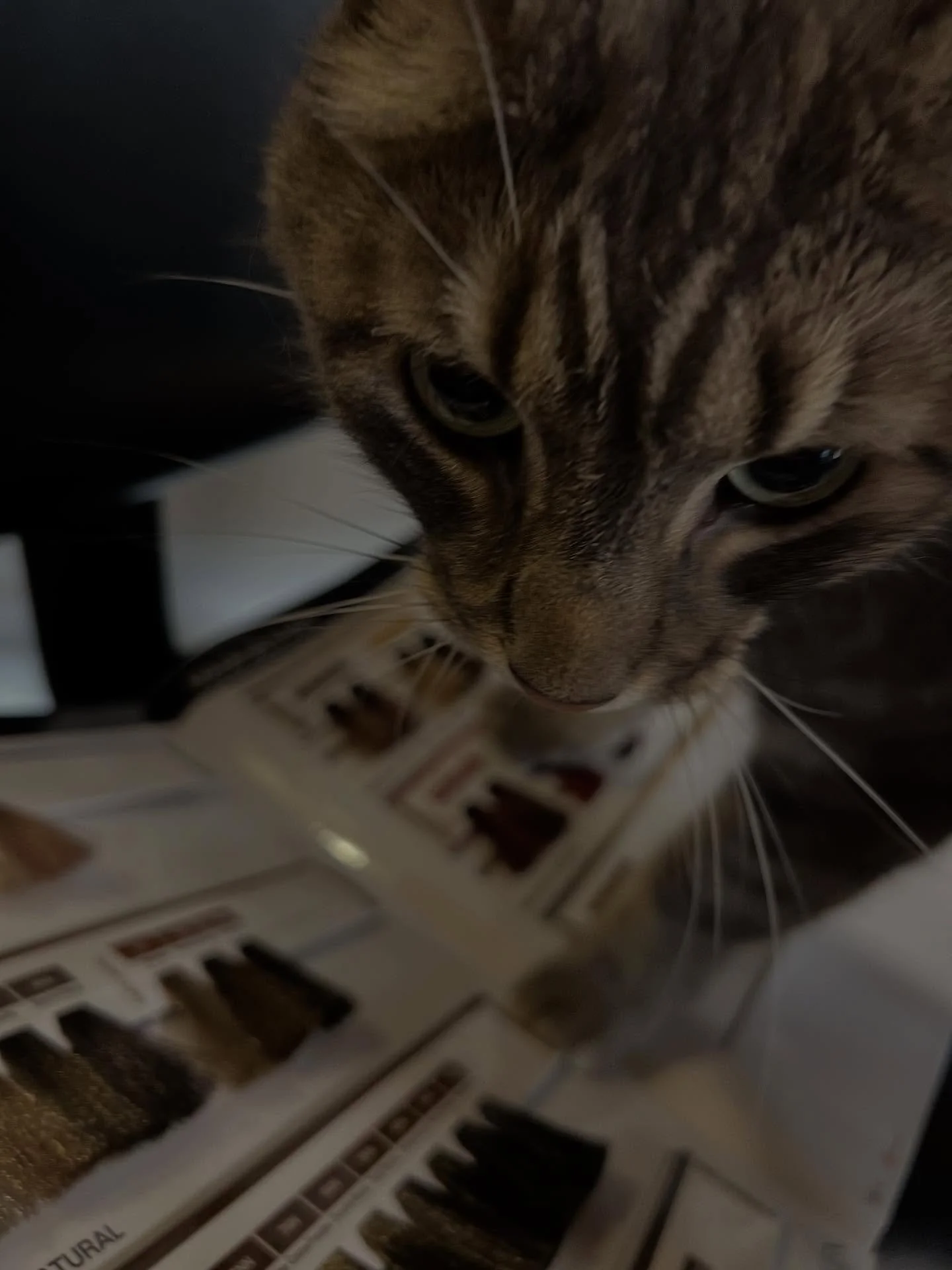 it&rsquo;s spooky season so snoopy gets to pick your color formula 😉 

we&rsquo;re watching scary movies over here all month&hellip;(unless it&rsquo;s not your jam)