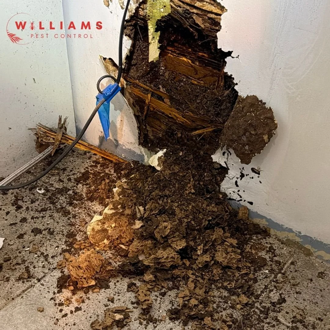 Subterranean termites in the Florida Keys
