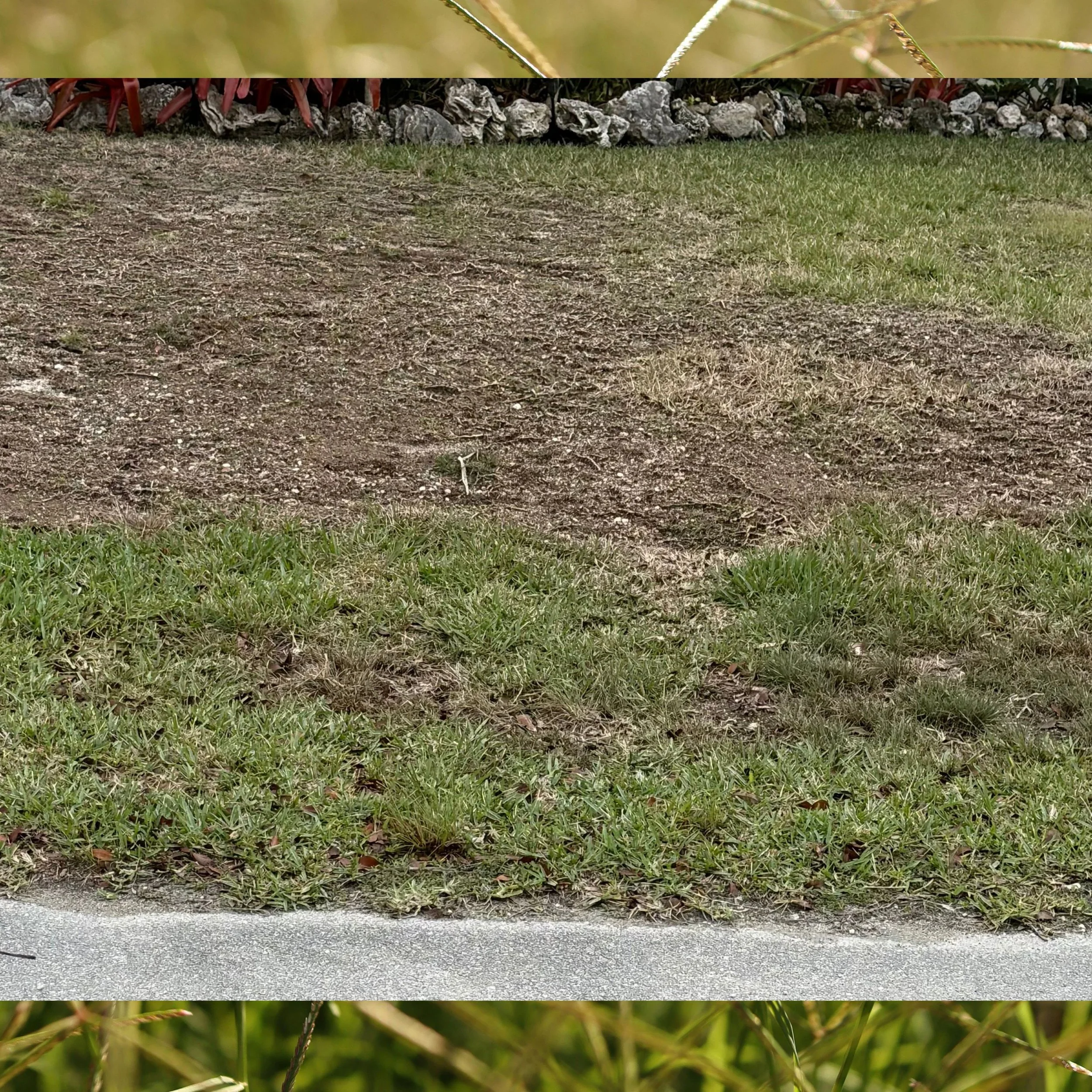 chinch bug damage