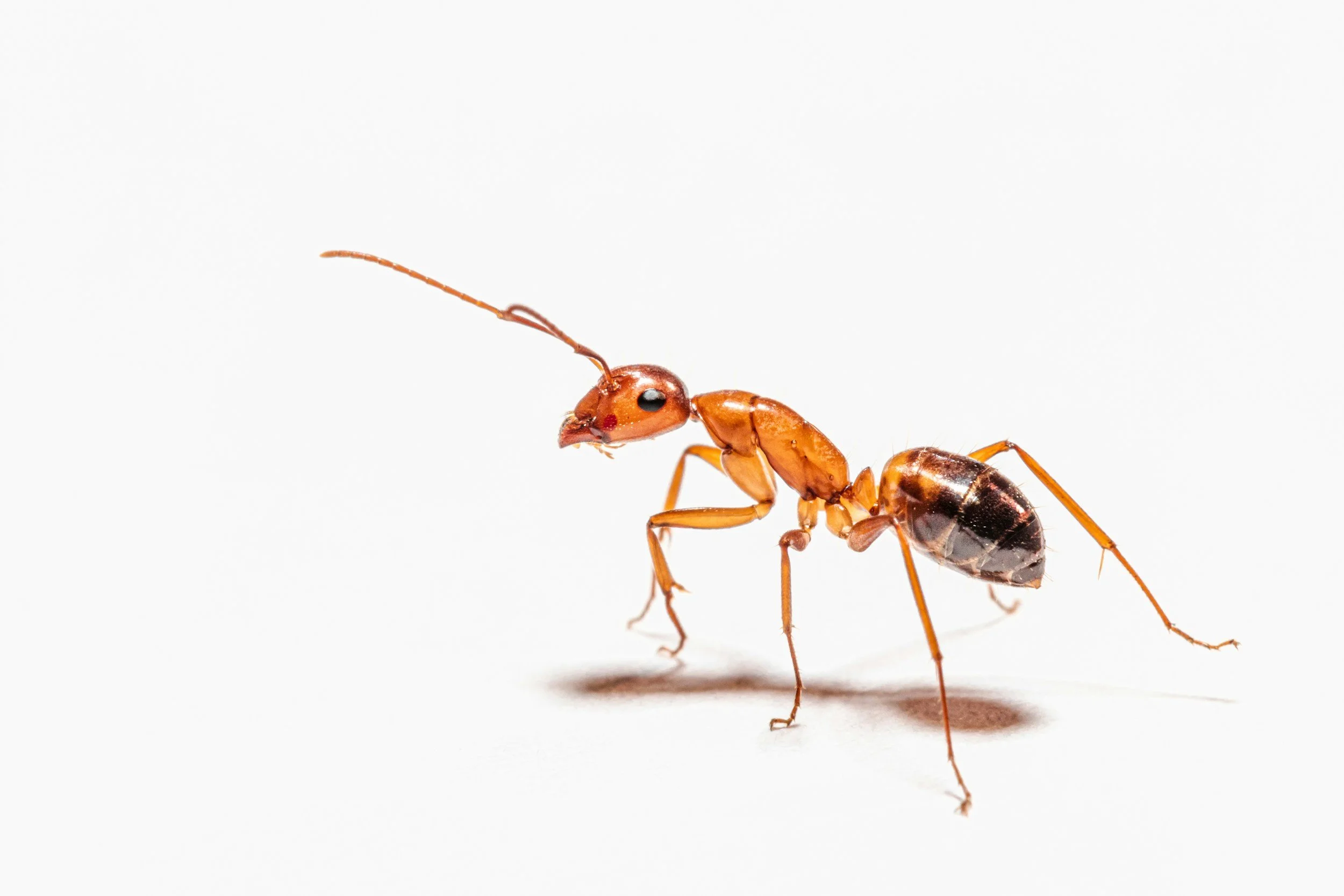 This is a close-up photo of a carpenter ant. Some ants have wings and other carpenter ants do not.