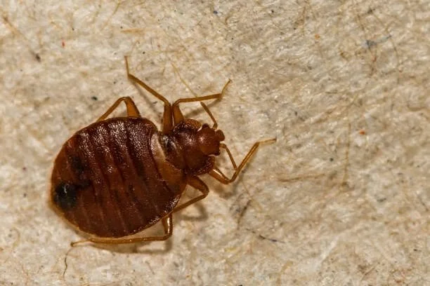 bed bug in the keys