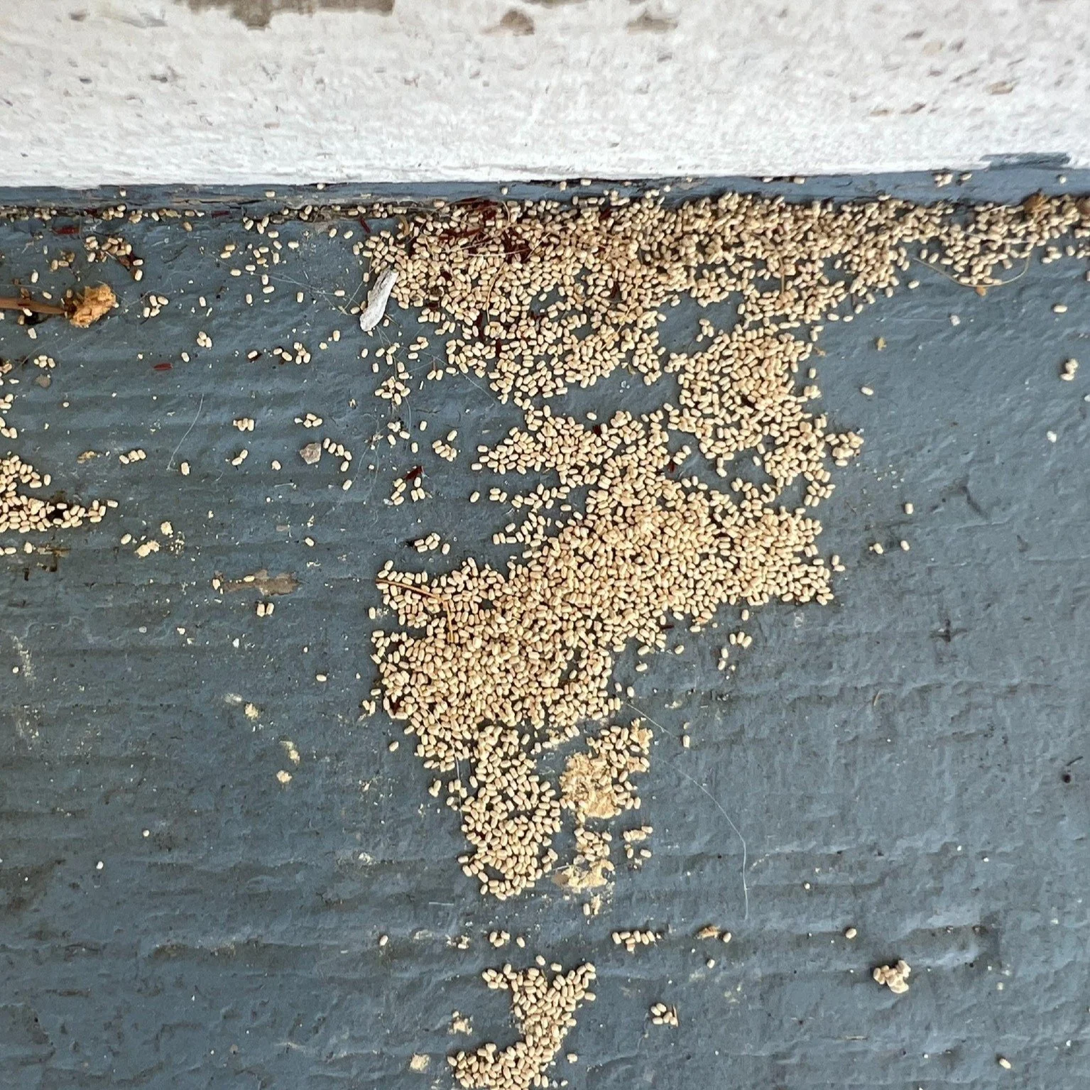 droppings termite out side on a porch tenting a house or spot treating are options