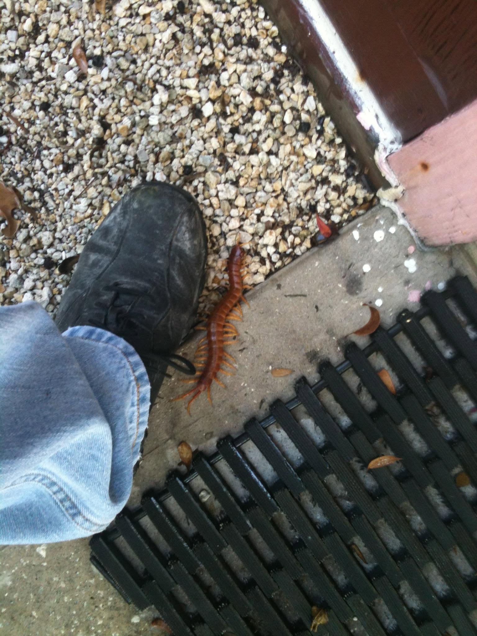 General pest treatment helps prevent bugs from entering your home